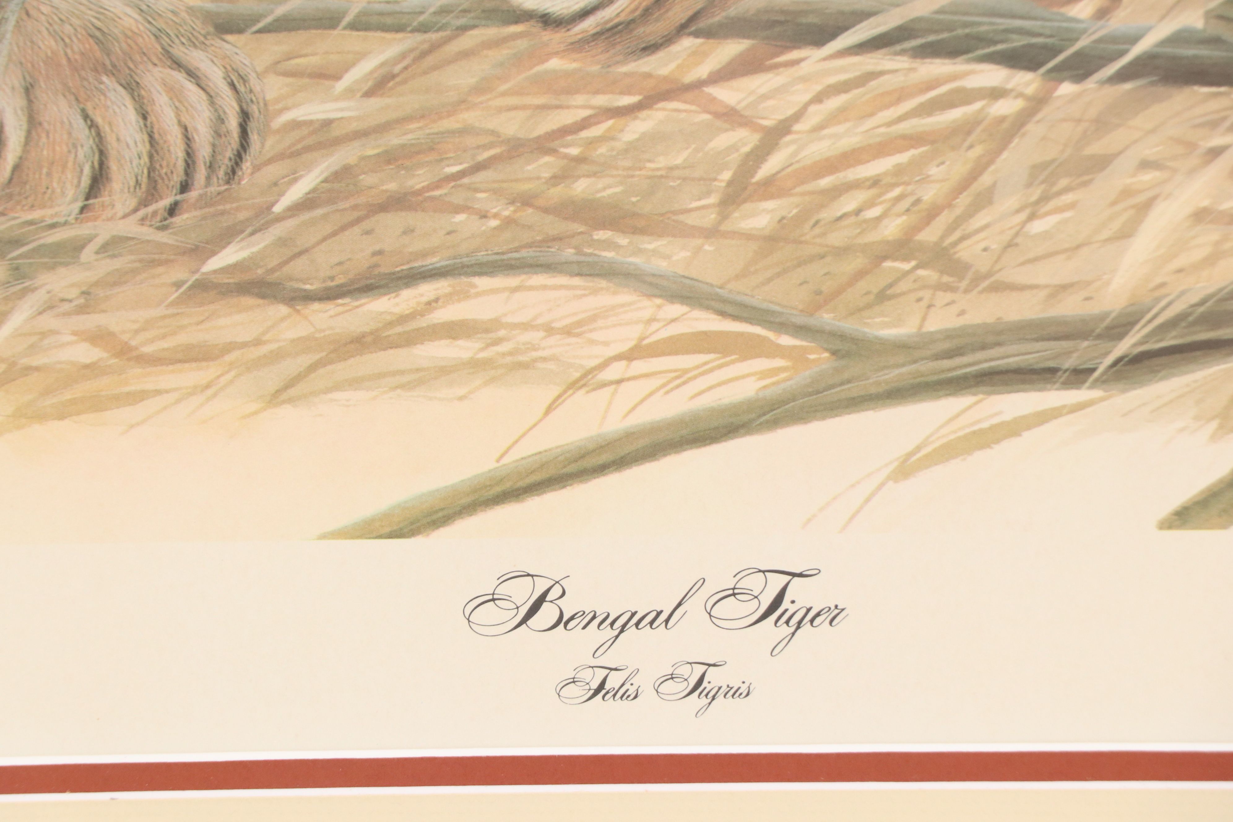 John A. Ruthven Offset Lithograph "Bengal Tiger"