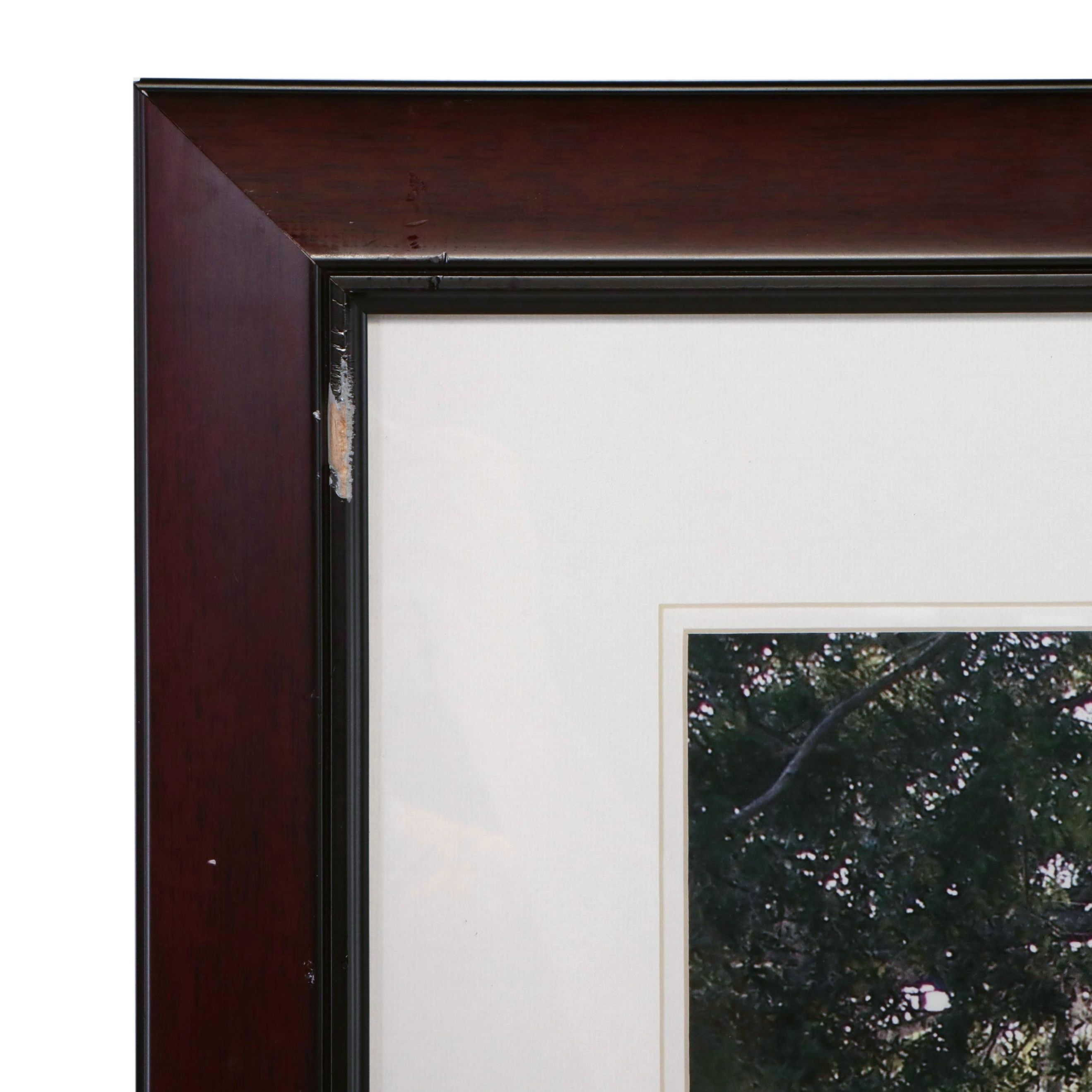 Southern Landscape Photographic Print with Spanish Moss Draped Tree