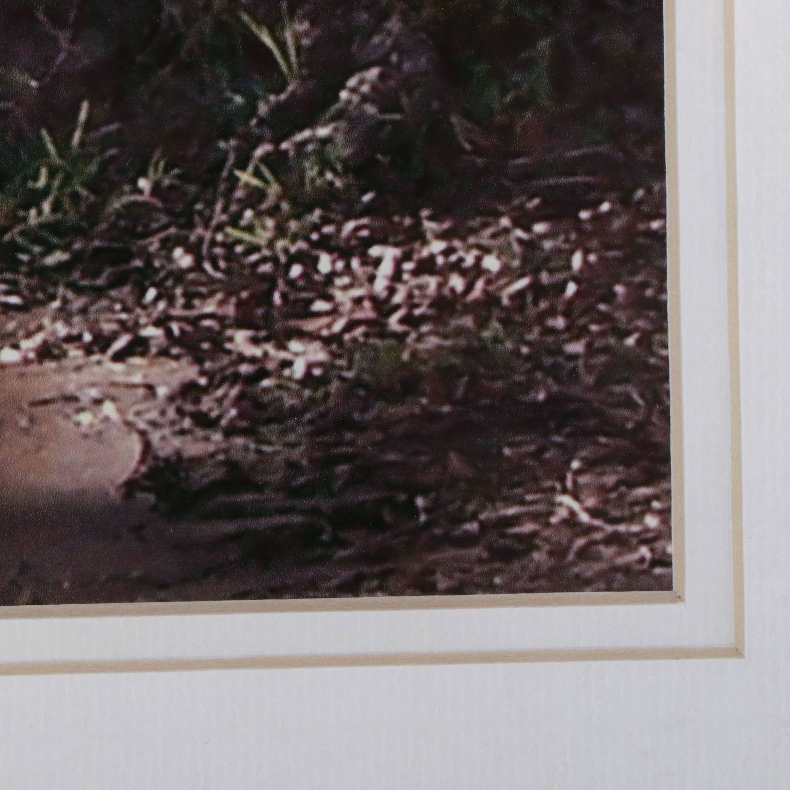 Southern Landscape Photographic Print with Spanish Moss Draped Tree