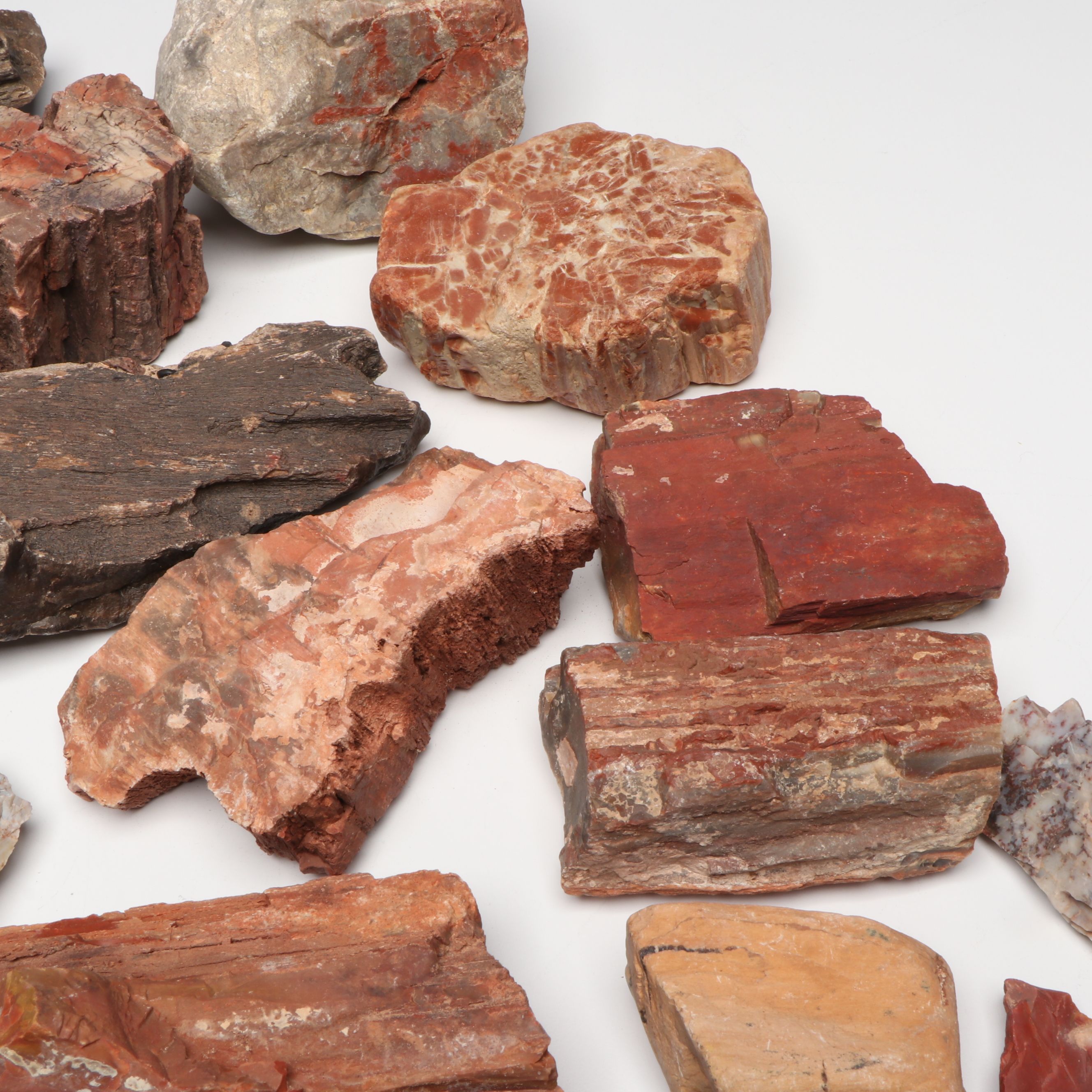 Collection of Petrified Wood and Agate Rocks