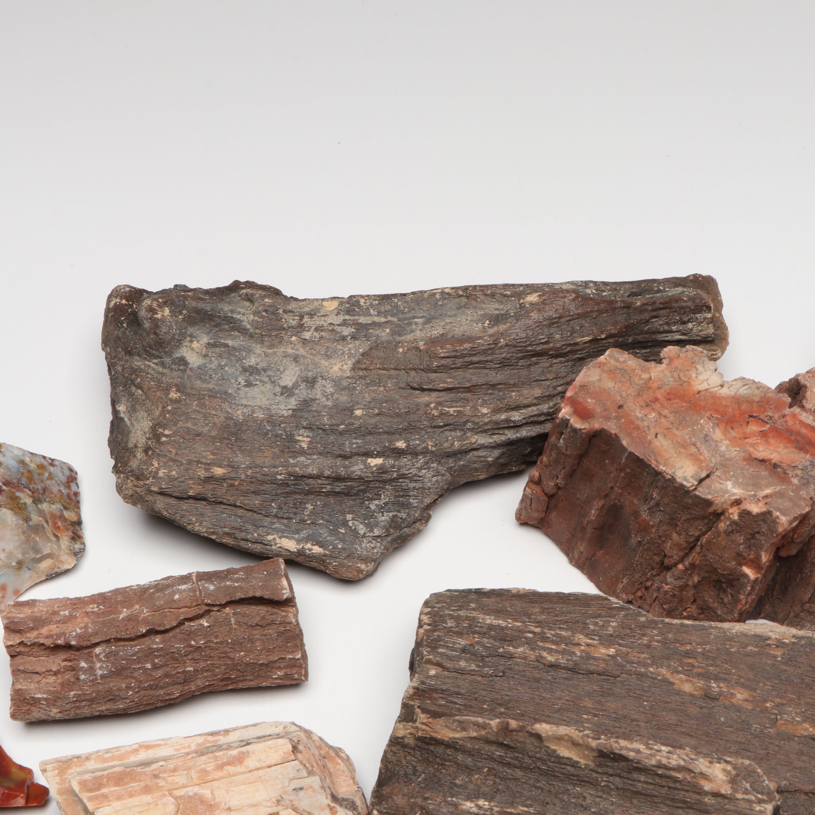 Collection of Petrified Wood and Agate Rocks