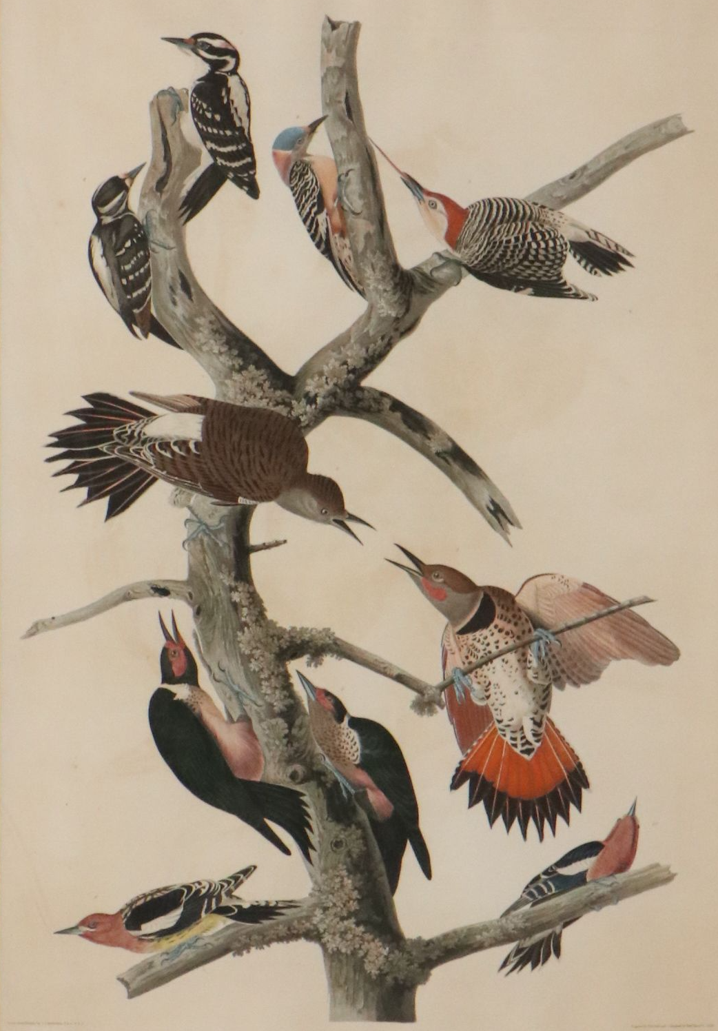 J. J. Audubon Havell Edition Engraving "Hairy Woodpecker..." 1838