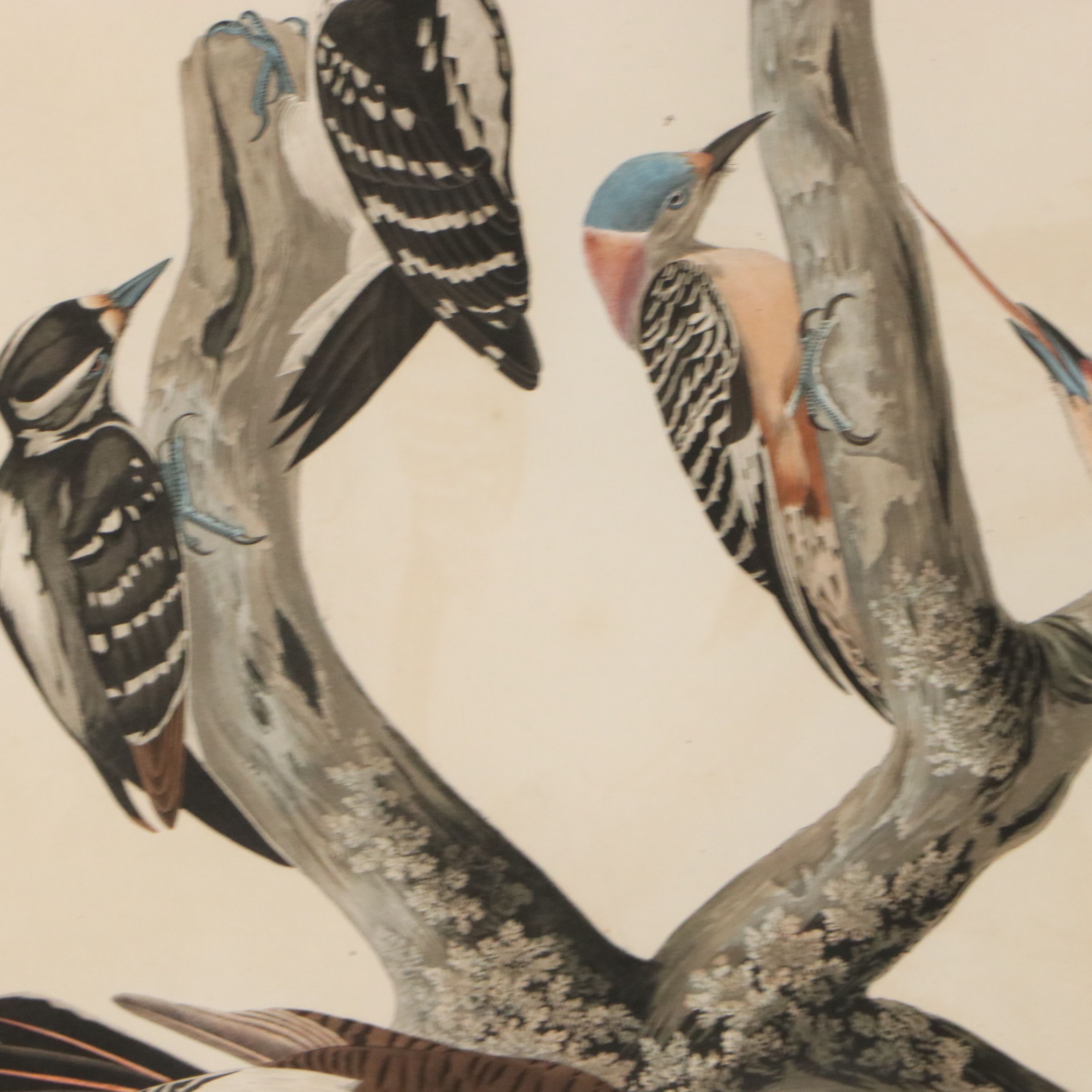 J. J. Audubon Havell Edition Engraving "Hairy Woodpecker..." 1838