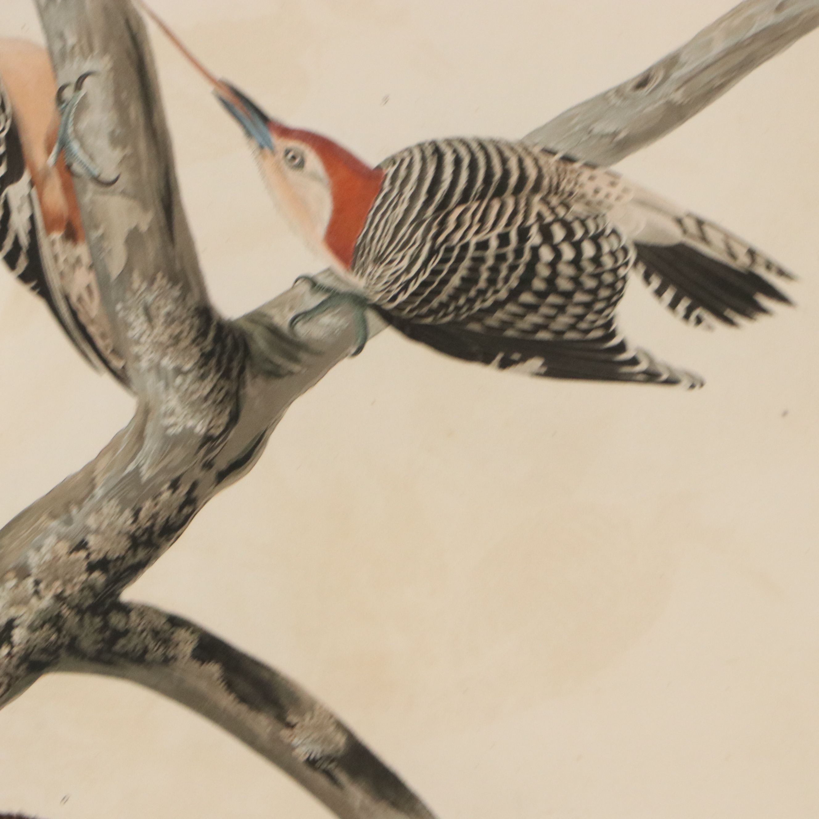 J. J. Audubon Havell Edition Engraving "Hairy Woodpecker..." 1838
