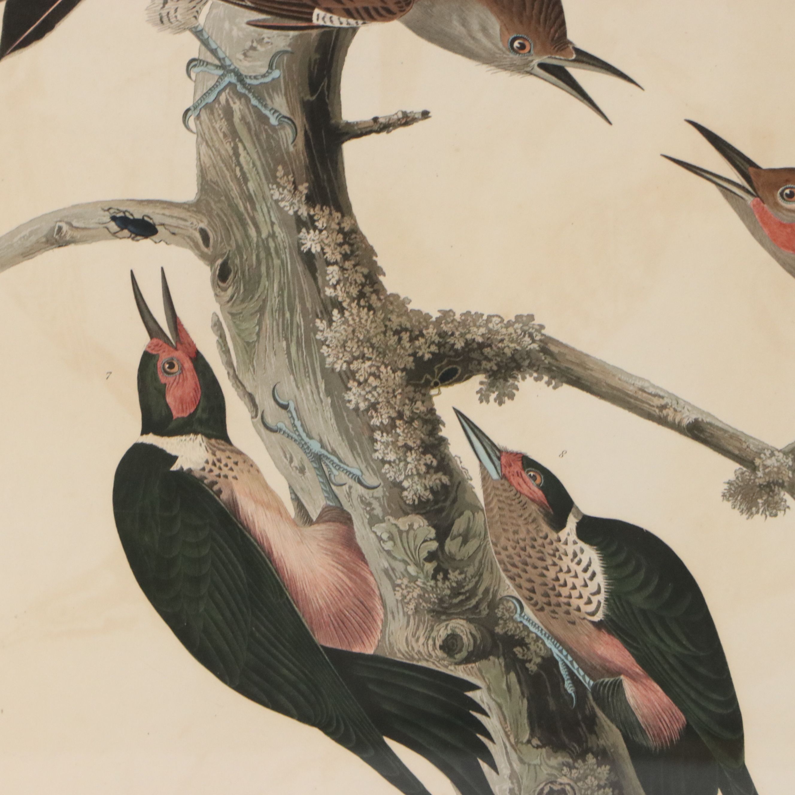 J. J. Audubon Havell Edition Engraving "Hairy Woodpecker..." 1838