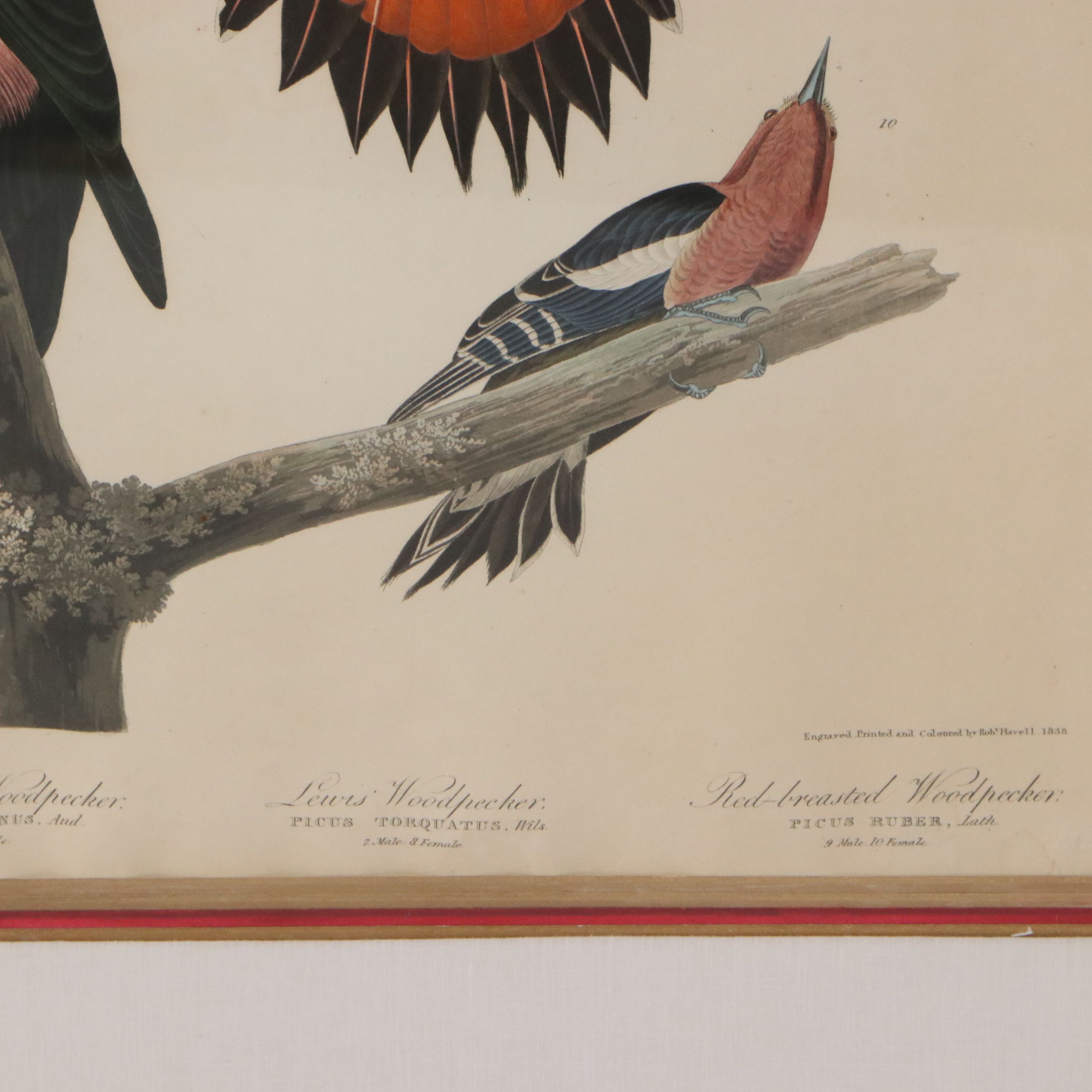 J. J. Audubon Havell Edition Engraving "Hairy Woodpecker..." 1838