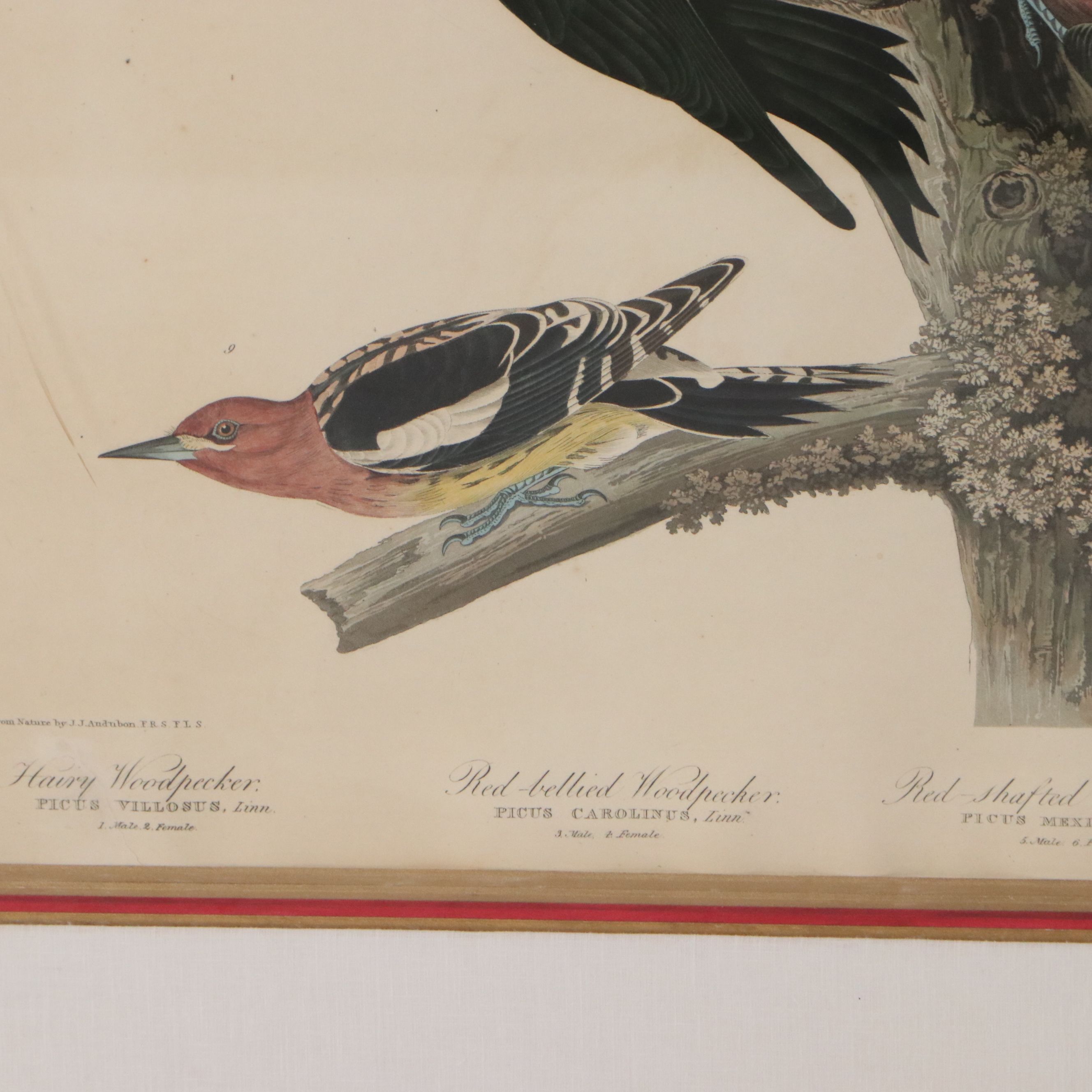 J. J. Audubon Havell Edition Engraving "Hairy Woodpecker..." 1838