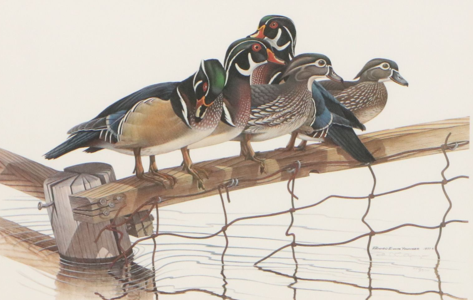 Richard Evans Younger Offset Lithograph "Wood Duck," 1977