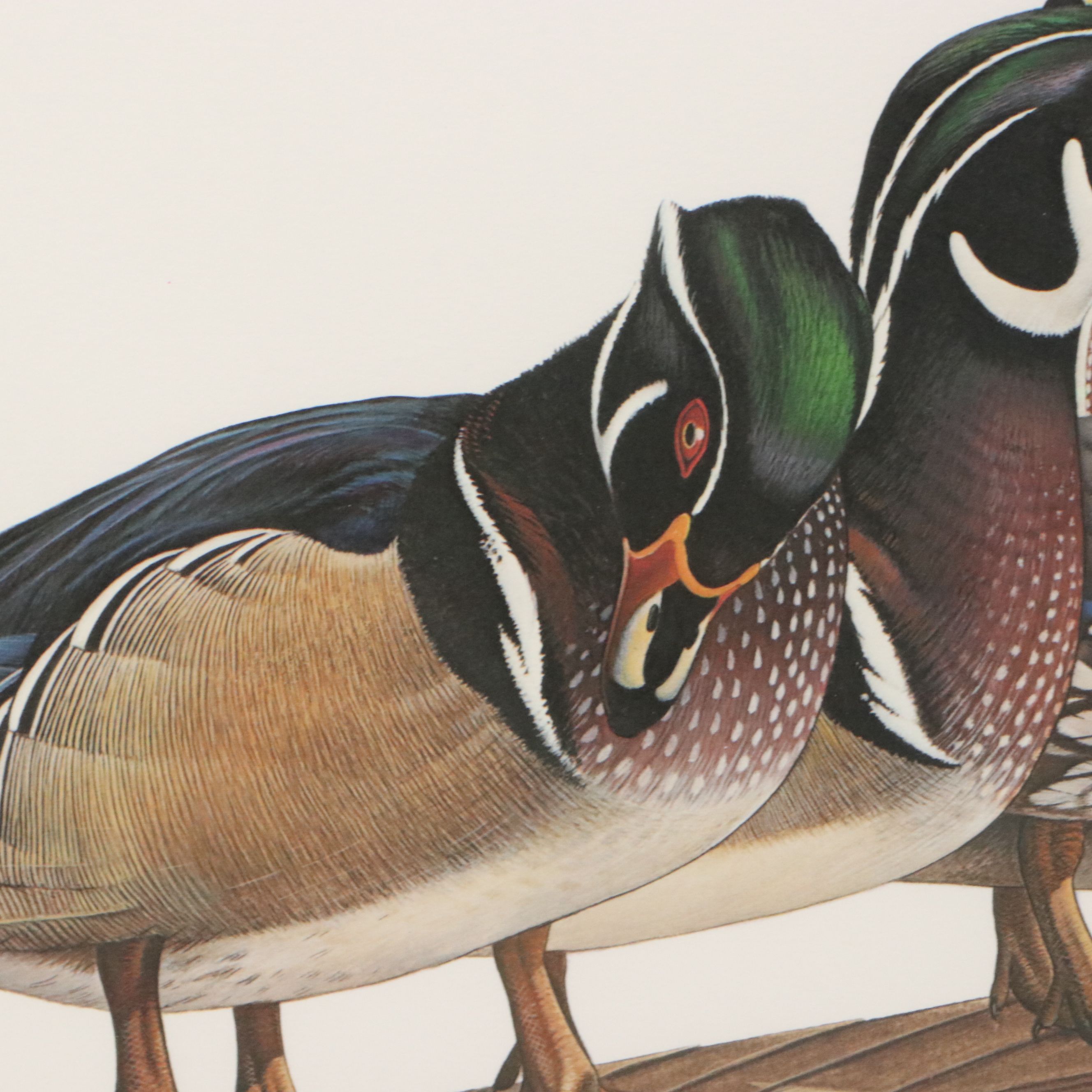 Richard Evans Younger Offset Lithograph "Wood Duck," 1977