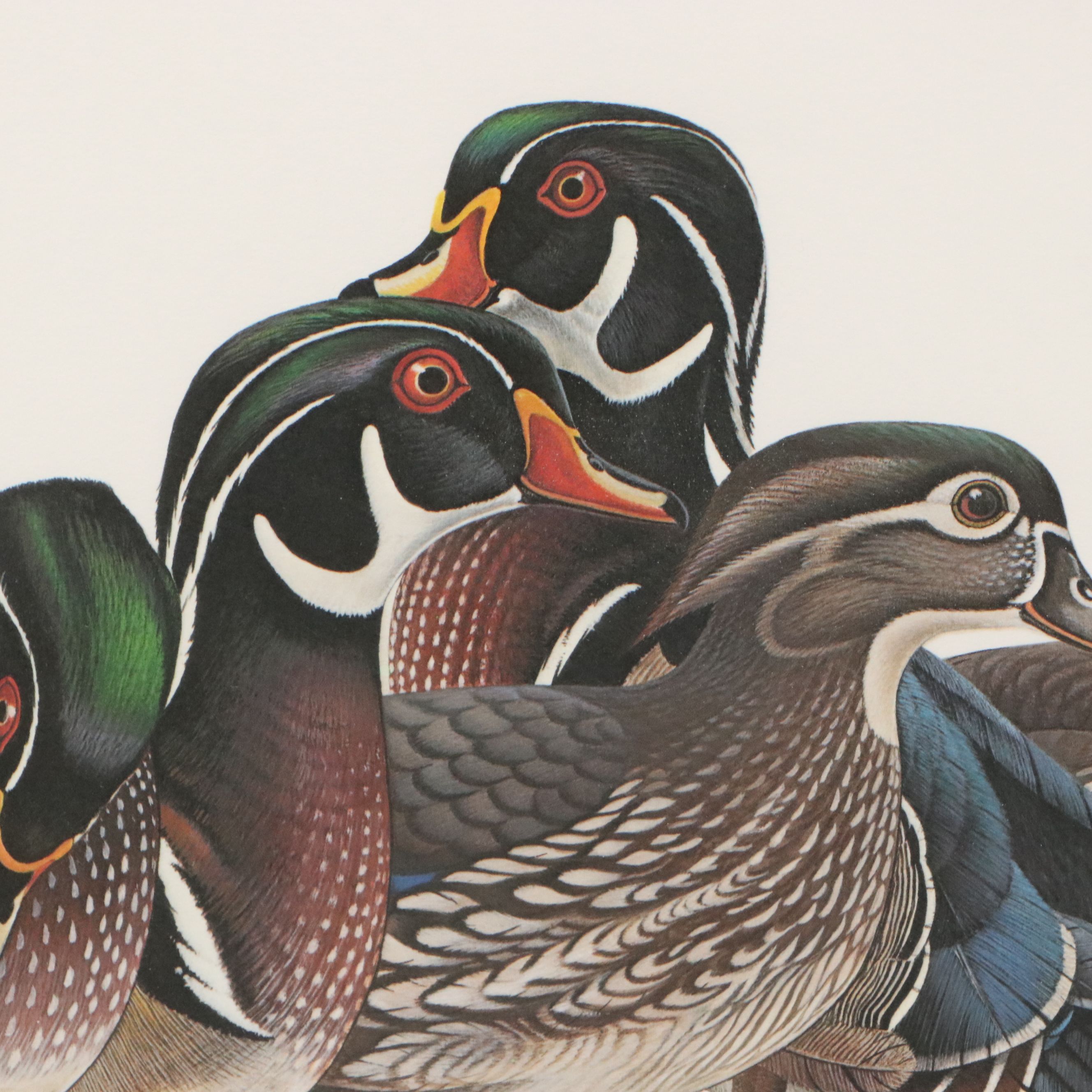 Richard Evans Younger Offset Lithograph "Wood Duck," 1977