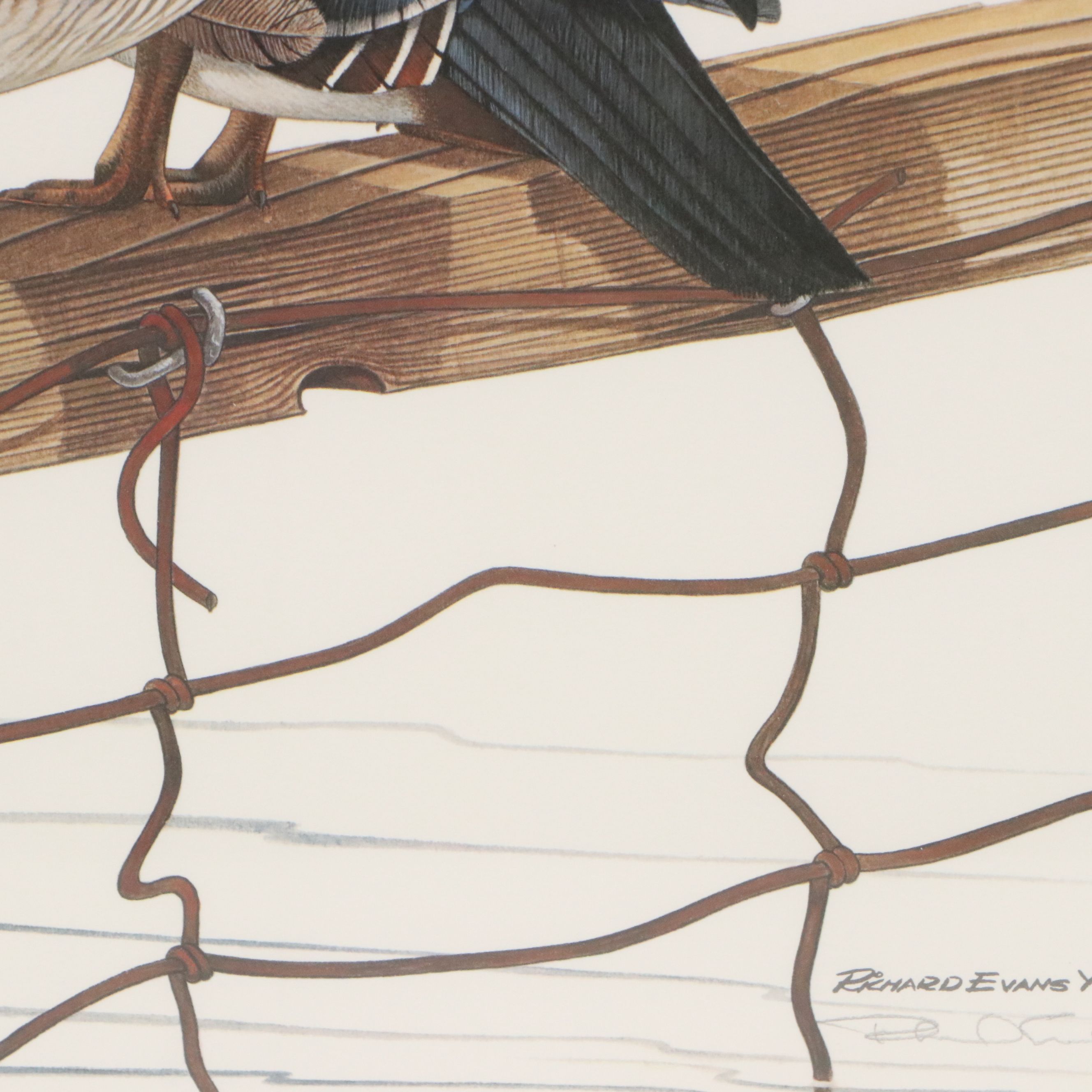 Richard Evans Younger Offset Lithograph "Wood Duck," 1977