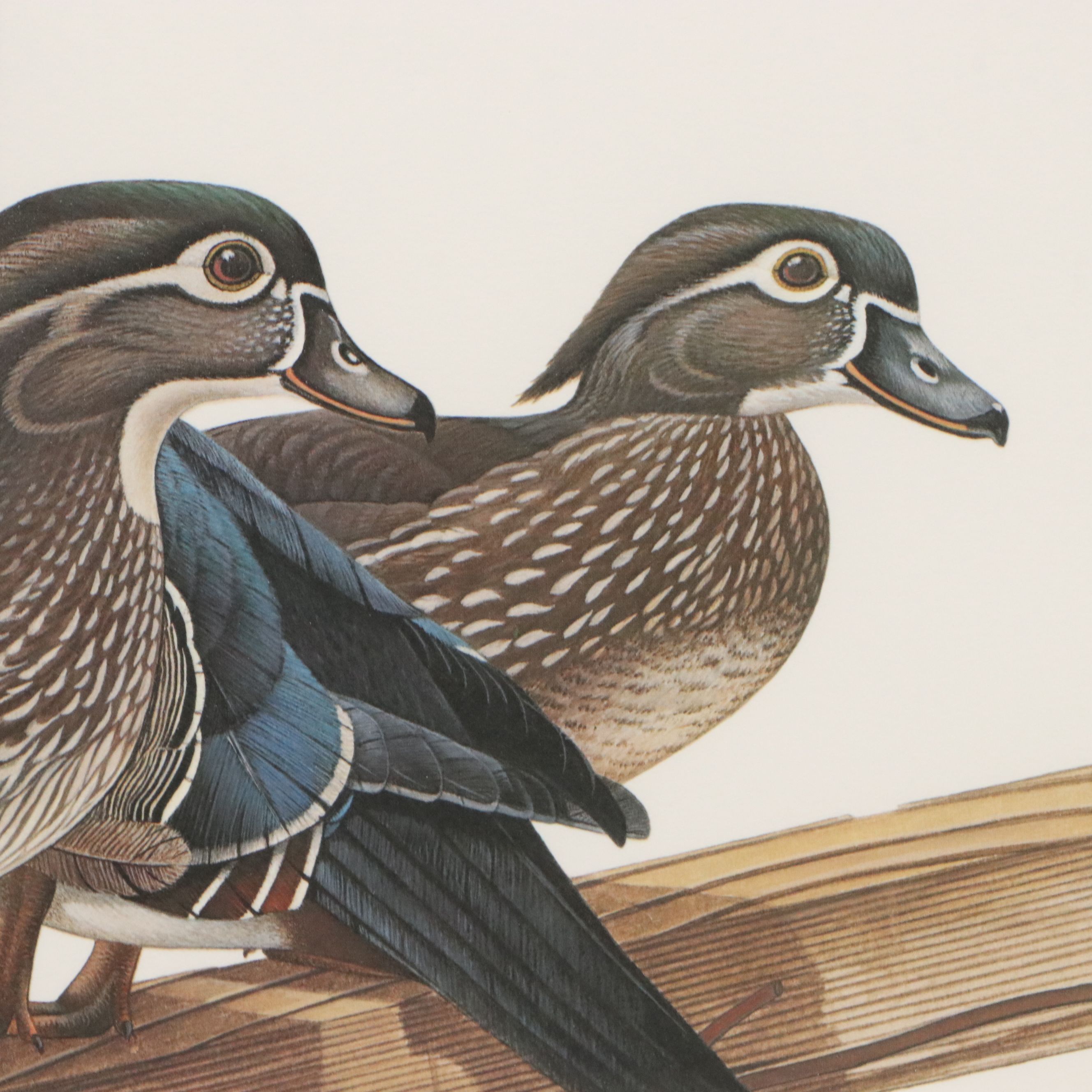 Richard Evans Younger Offset Lithograph "Wood Duck," 1977