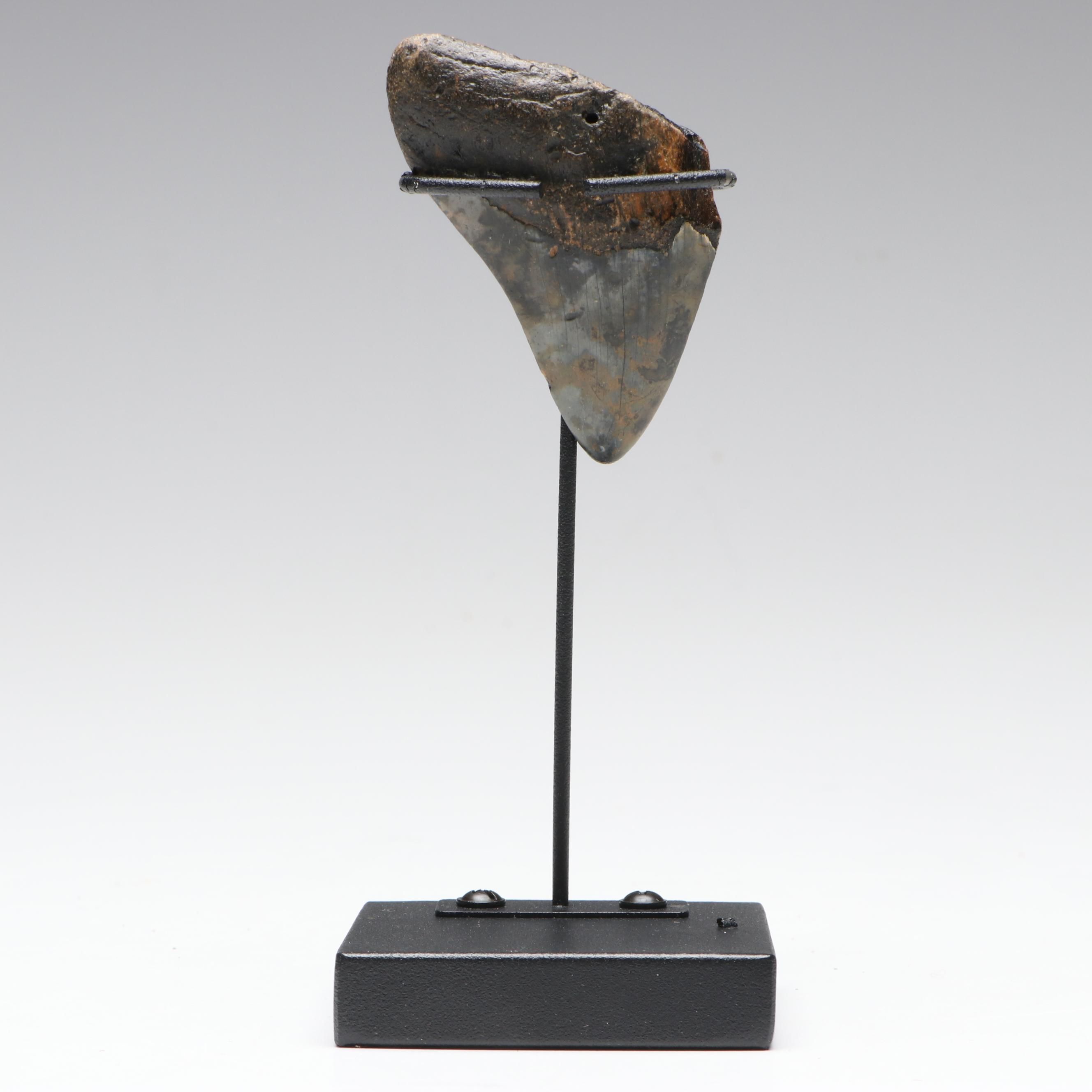 Fossilized Megalodon Tooth Specimen With Display, Miocene Era