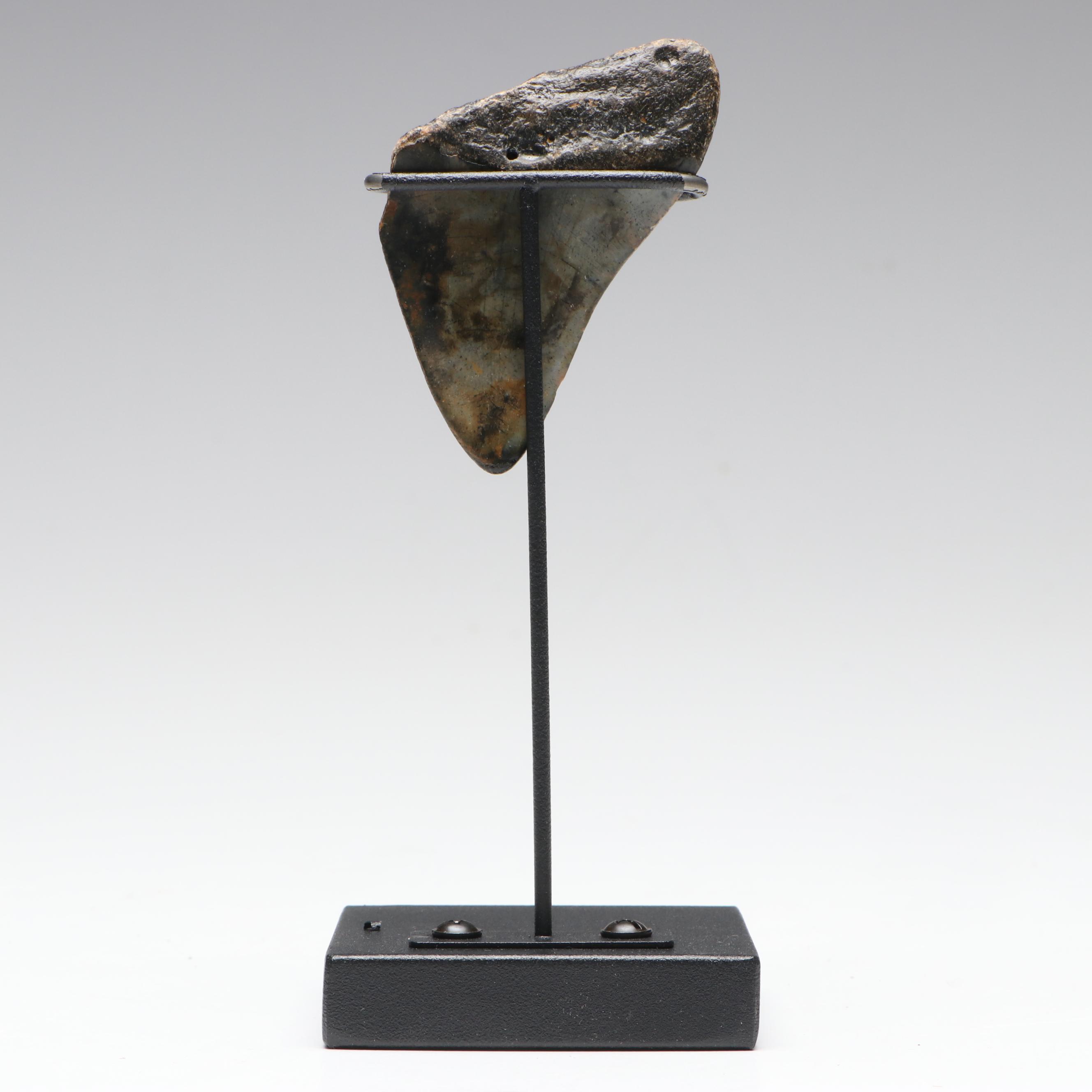 Fossilized Megalodon Tooth Specimen With Display, Miocene Era