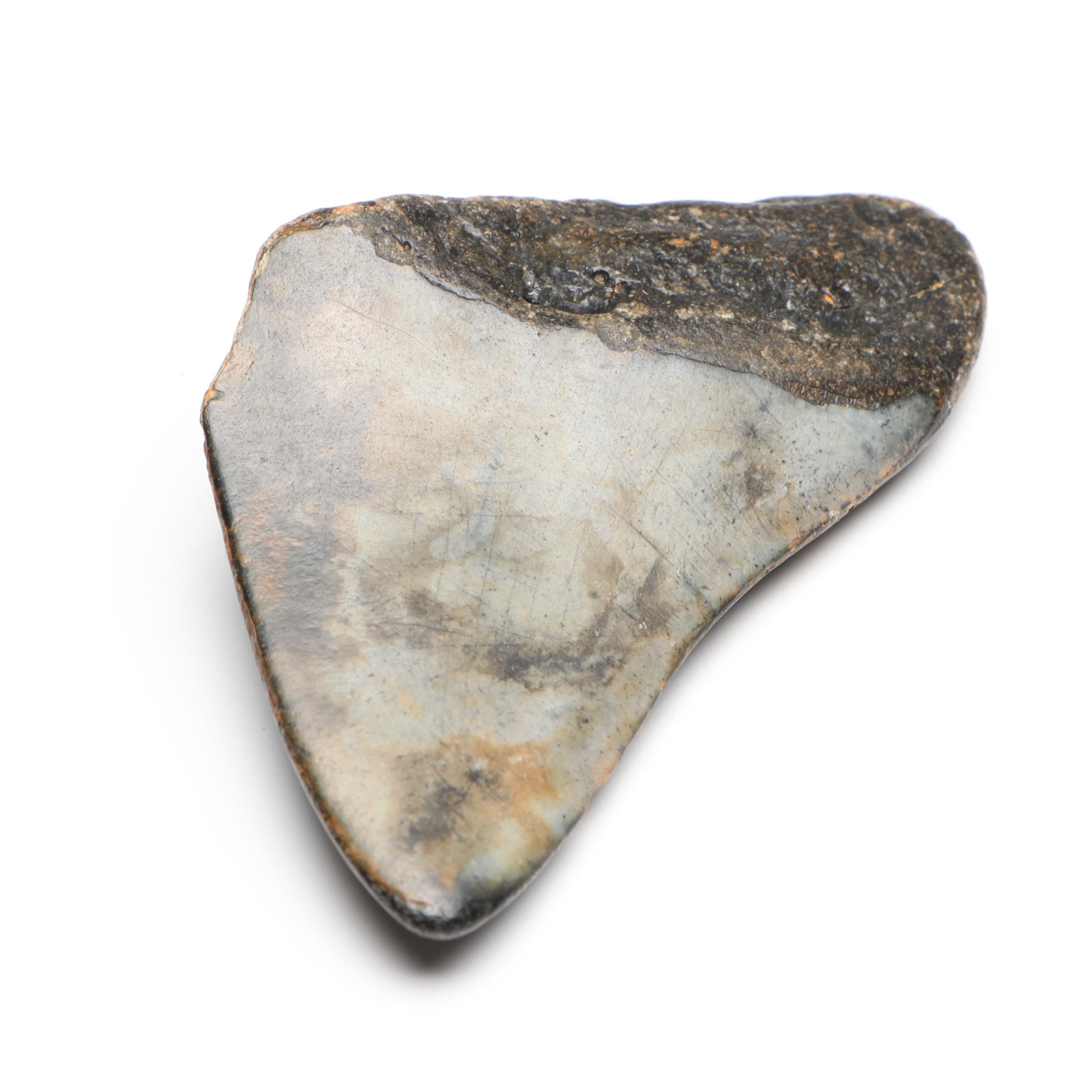 Fossilized Megalodon Tooth Specimen With Display, Miocene Era