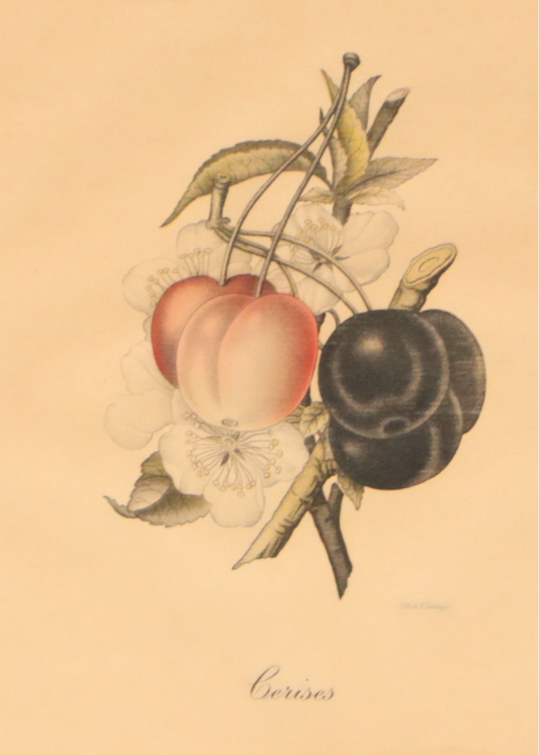 Guillaume Severeyns Hand-Colored Botanical Lithograph "Cerises"