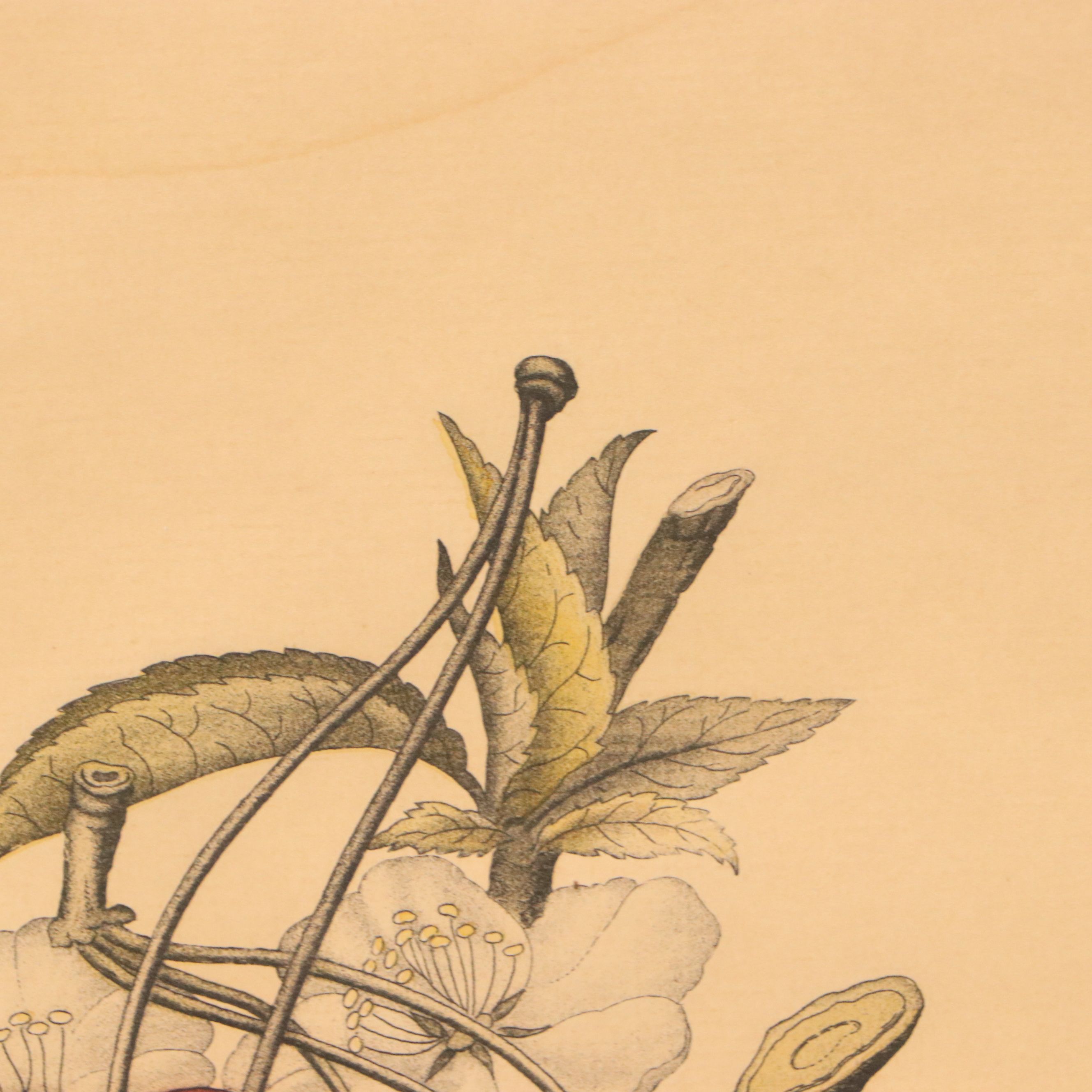 Guillaume Severeyns Hand-Colored Botanical Lithograph "Cerises"