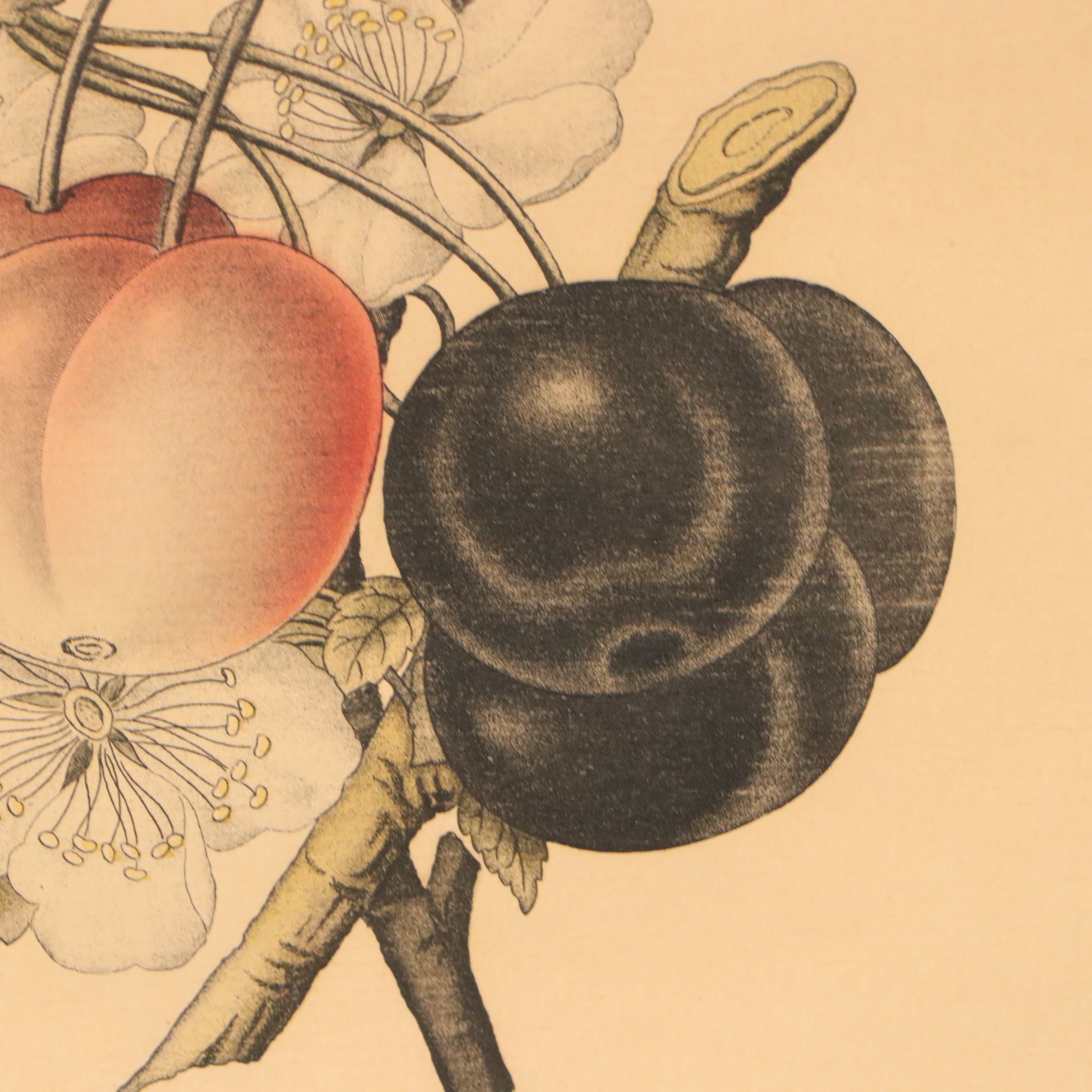 Guillaume Severeyns Hand-Colored Botanical Lithograph "Cerises"