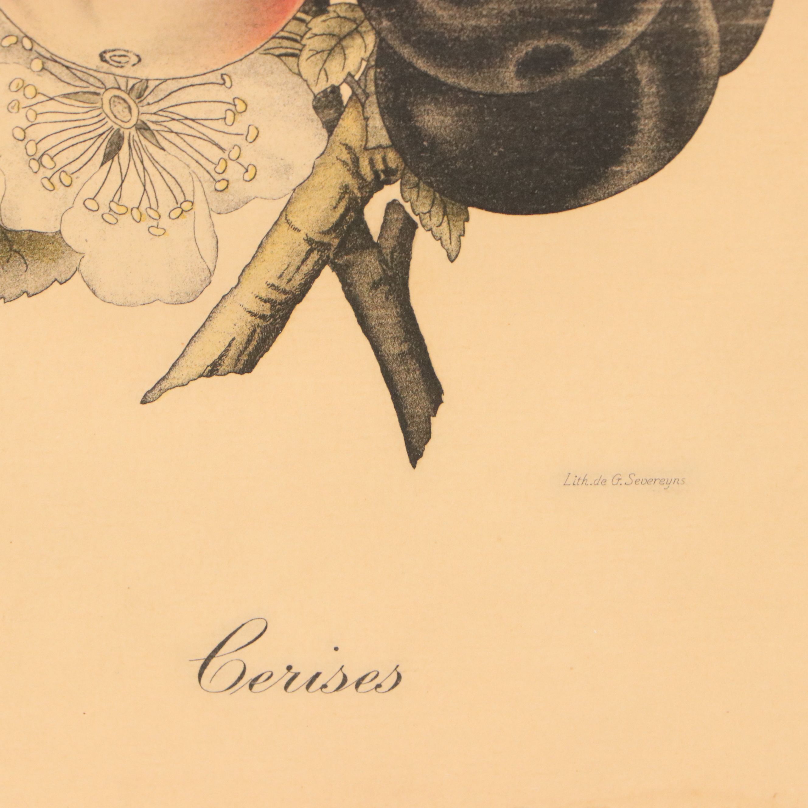 Guillaume Severeyns Hand-Colored Botanical Lithograph "Cerises"