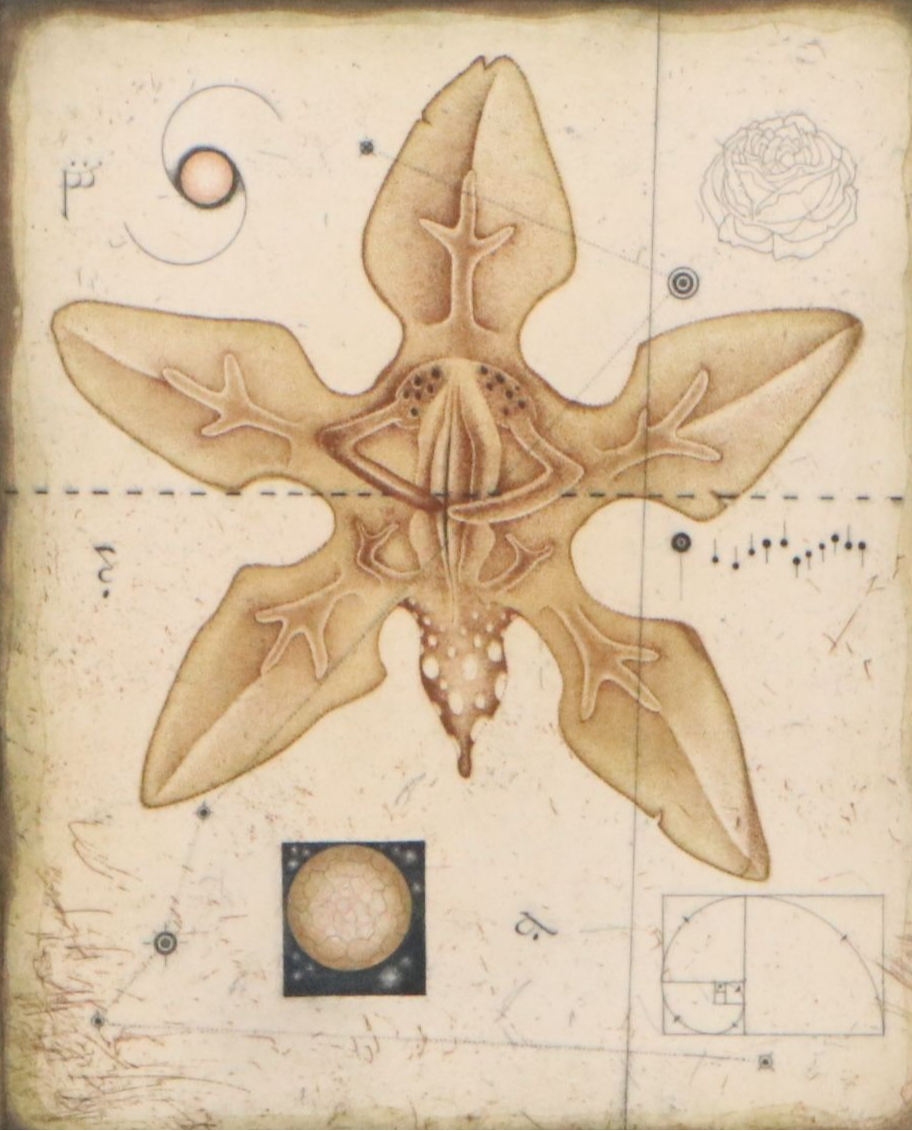 Tighe O'Donoghue/Ross Etching with Aquatint Diagram of Orchid, Late 20th Century