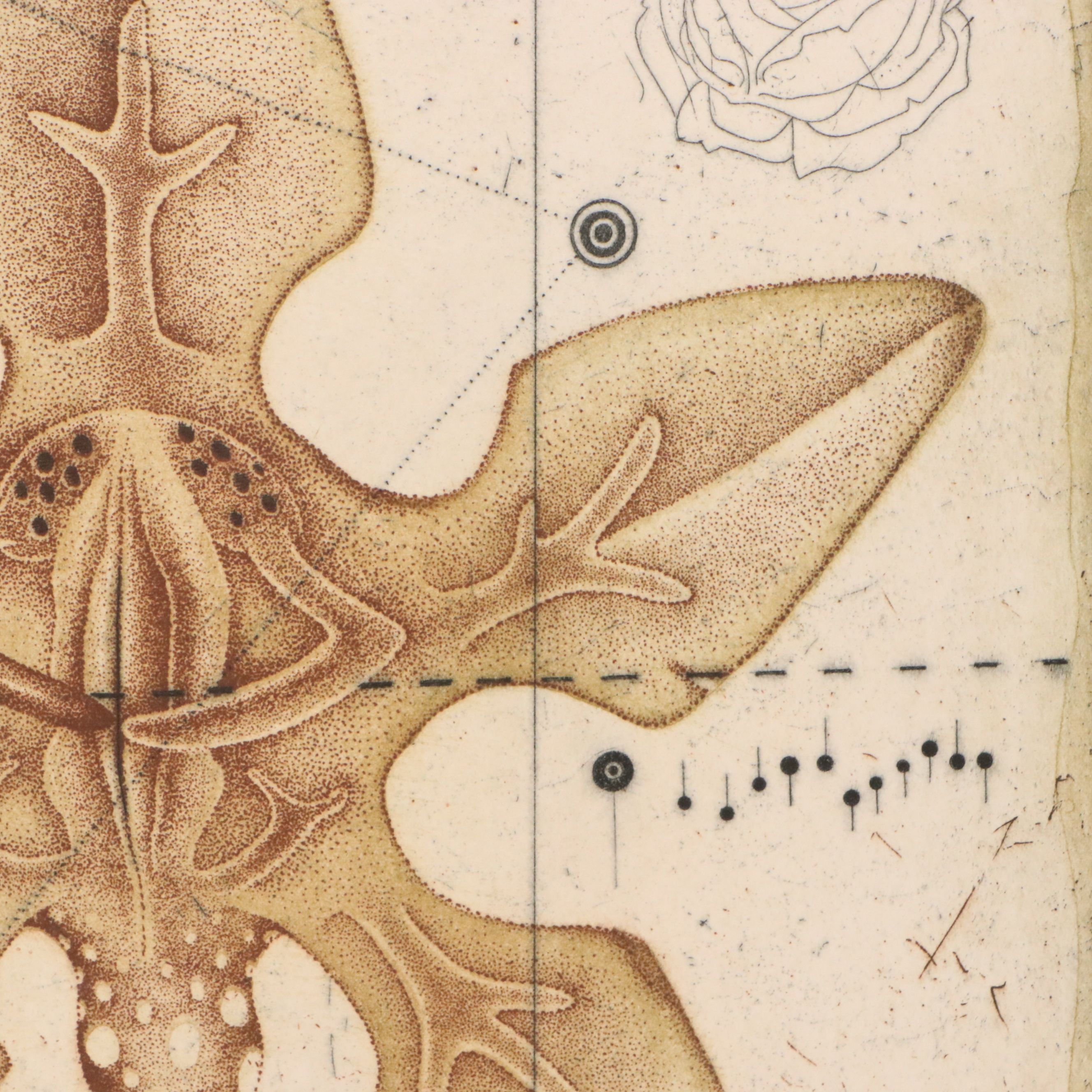 Tighe O'Donoghue/Ross Etching with Aquatint Diagram of Orchid, Late 20th Century