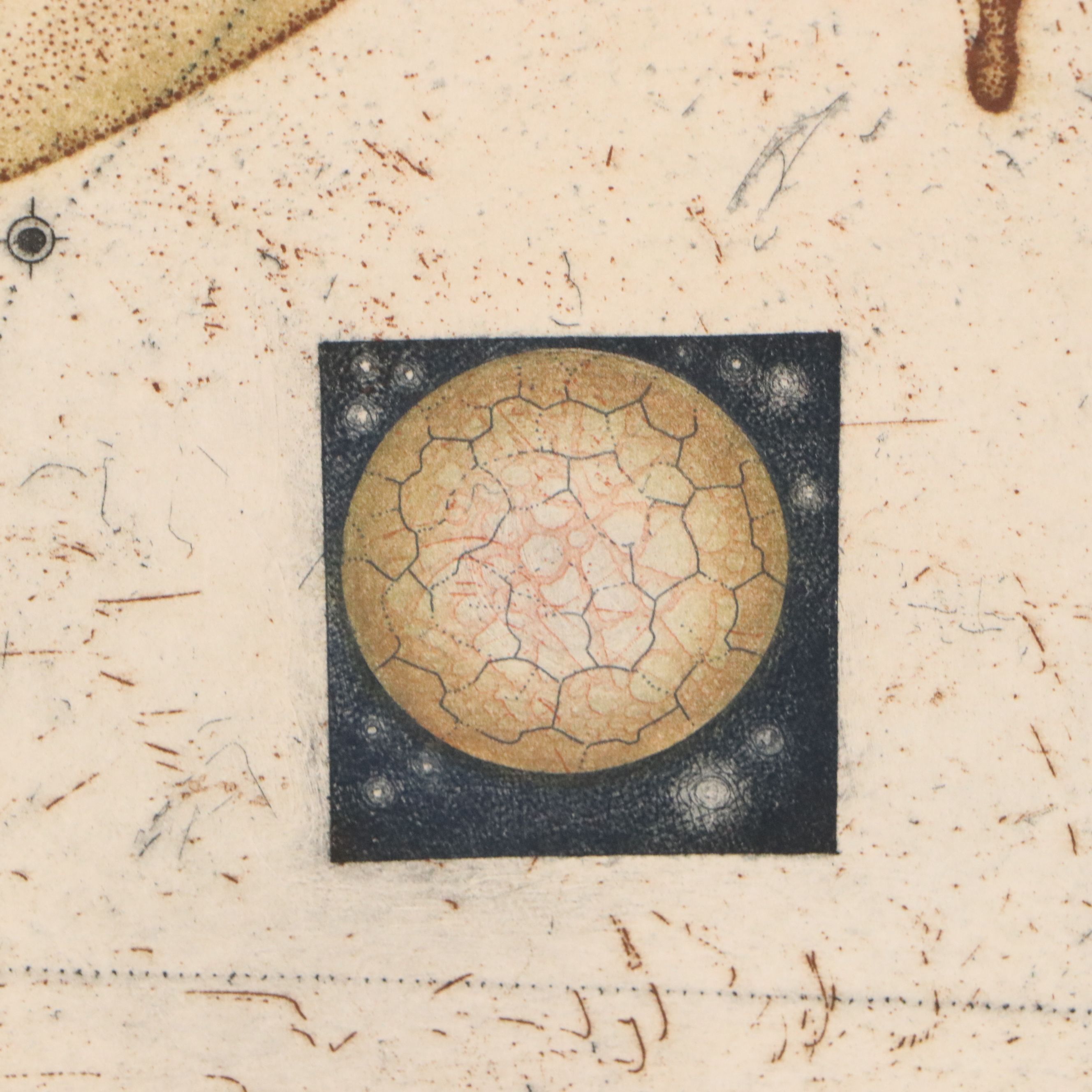 Tighe O'Donoghue/Ross Etching with Aquatint Diagram of Orchid, Late 20th Century