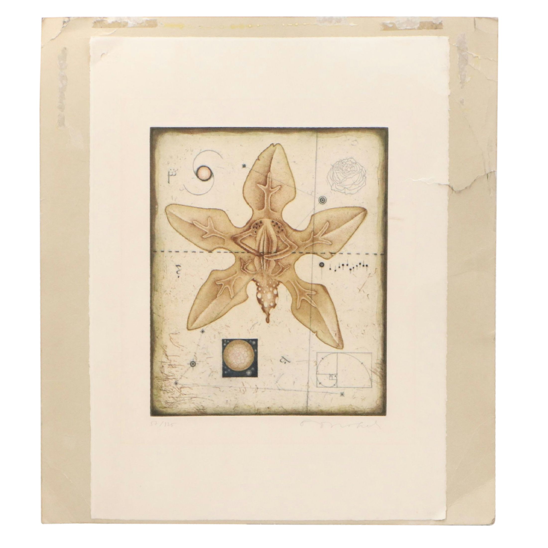 Tighe O'Donoghue/Ross Etching with Aquatint Diagram of Orchid, Late 20th Century