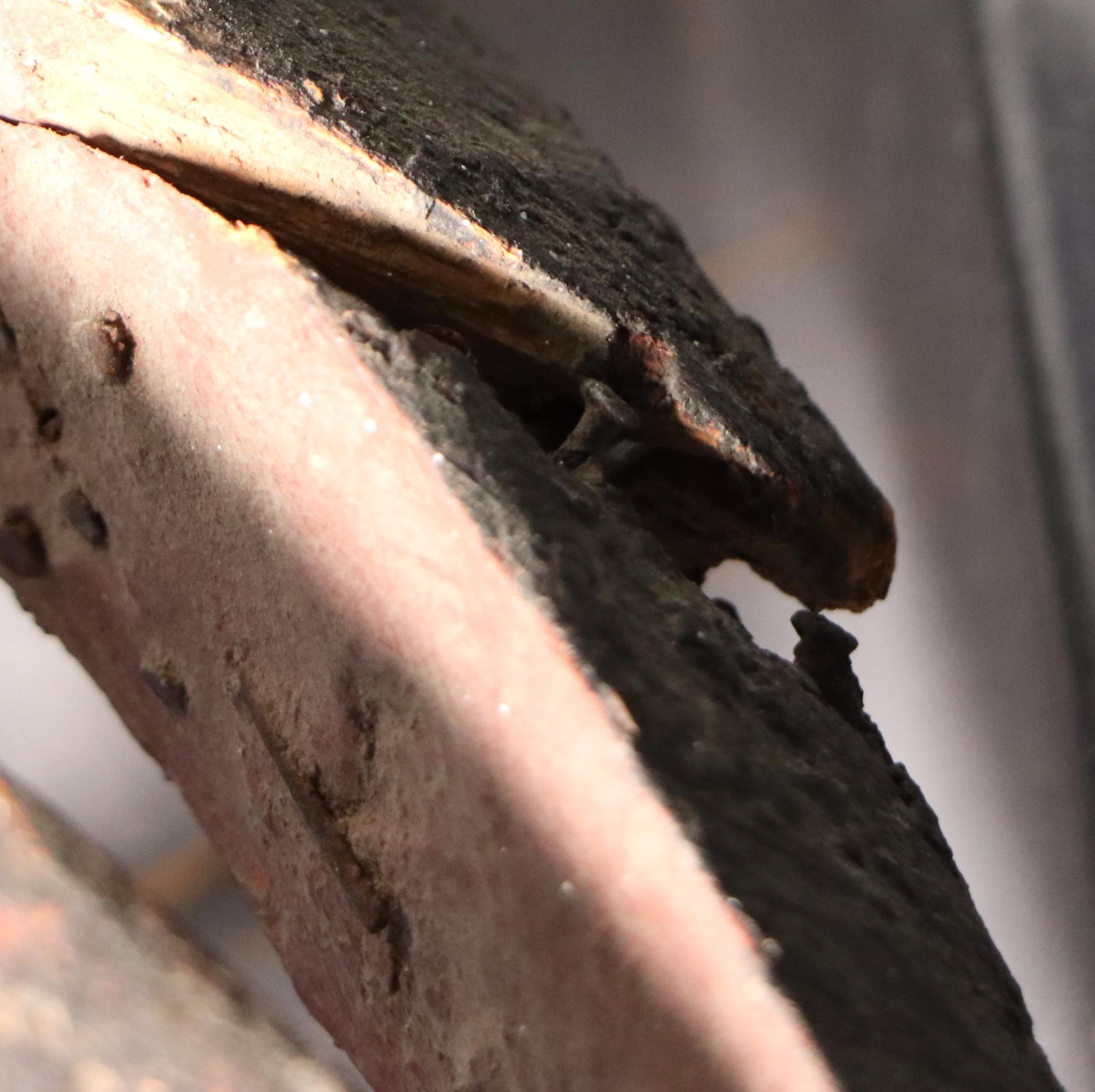 Burkina Faso Mossi "Simbo Bagoum" Funerary Hornbill Helmet Mask