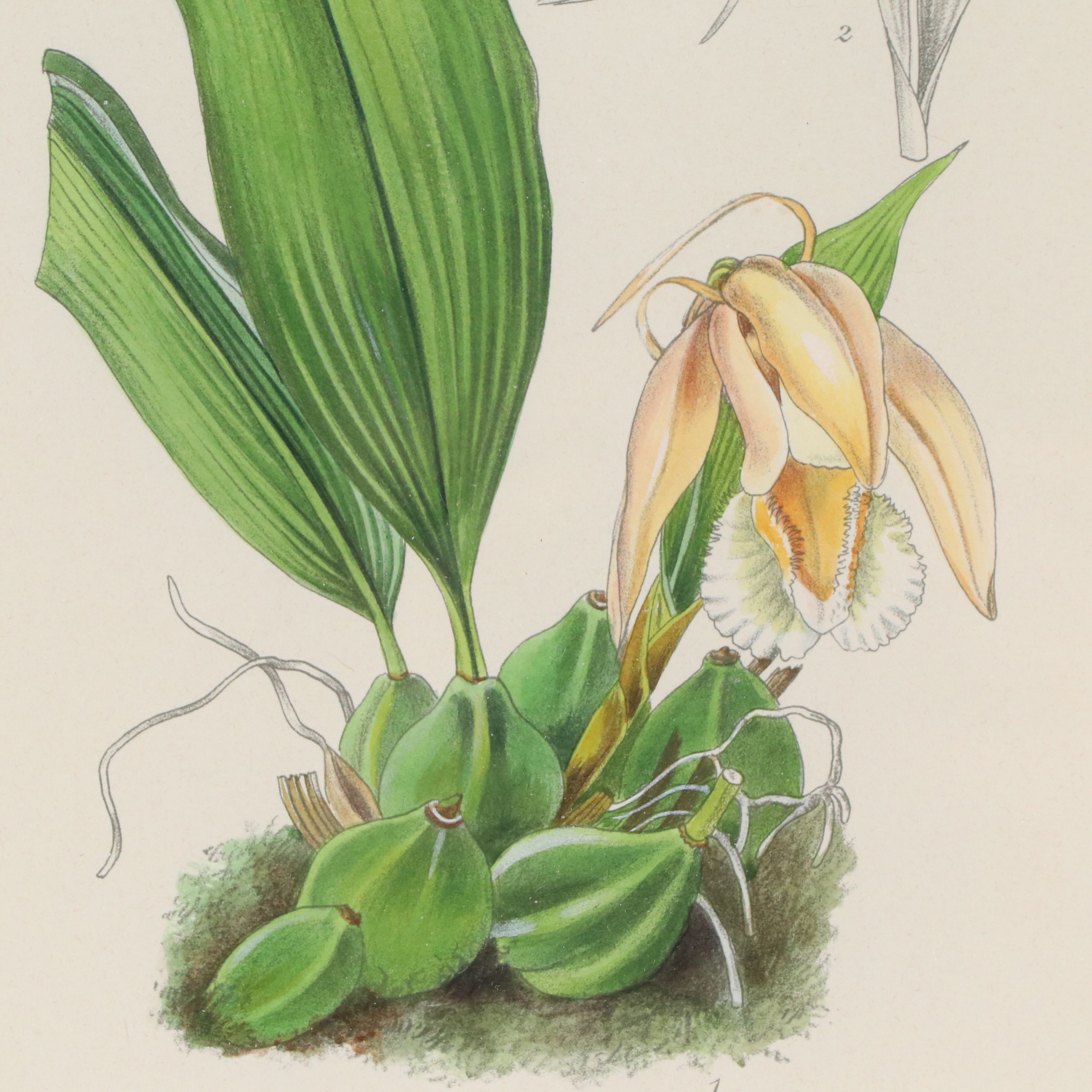 Hand-Colored Botanical Lithograph of Orchid, 19th Century