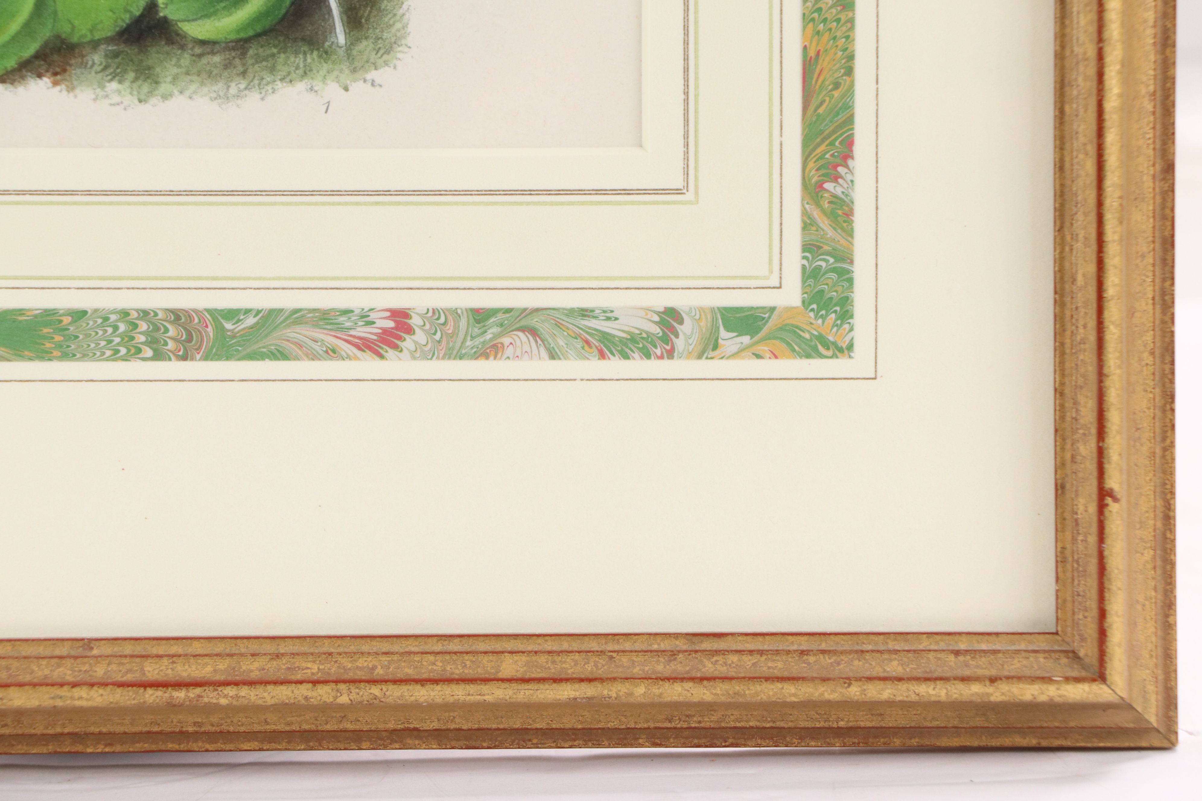 Hand-Colored Botanical Lithograph of Orchid, 19th Century