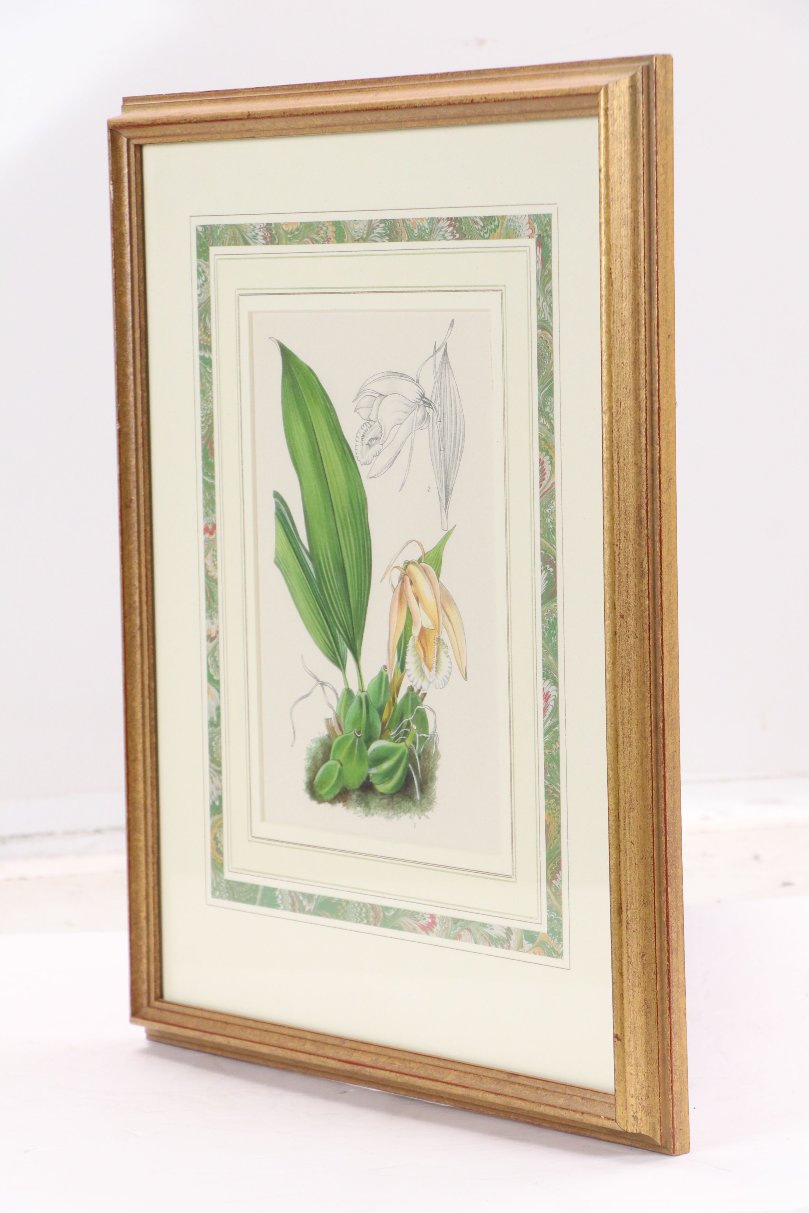 Hand-Colored Botanical Lithograph of Orchid, 19th Century