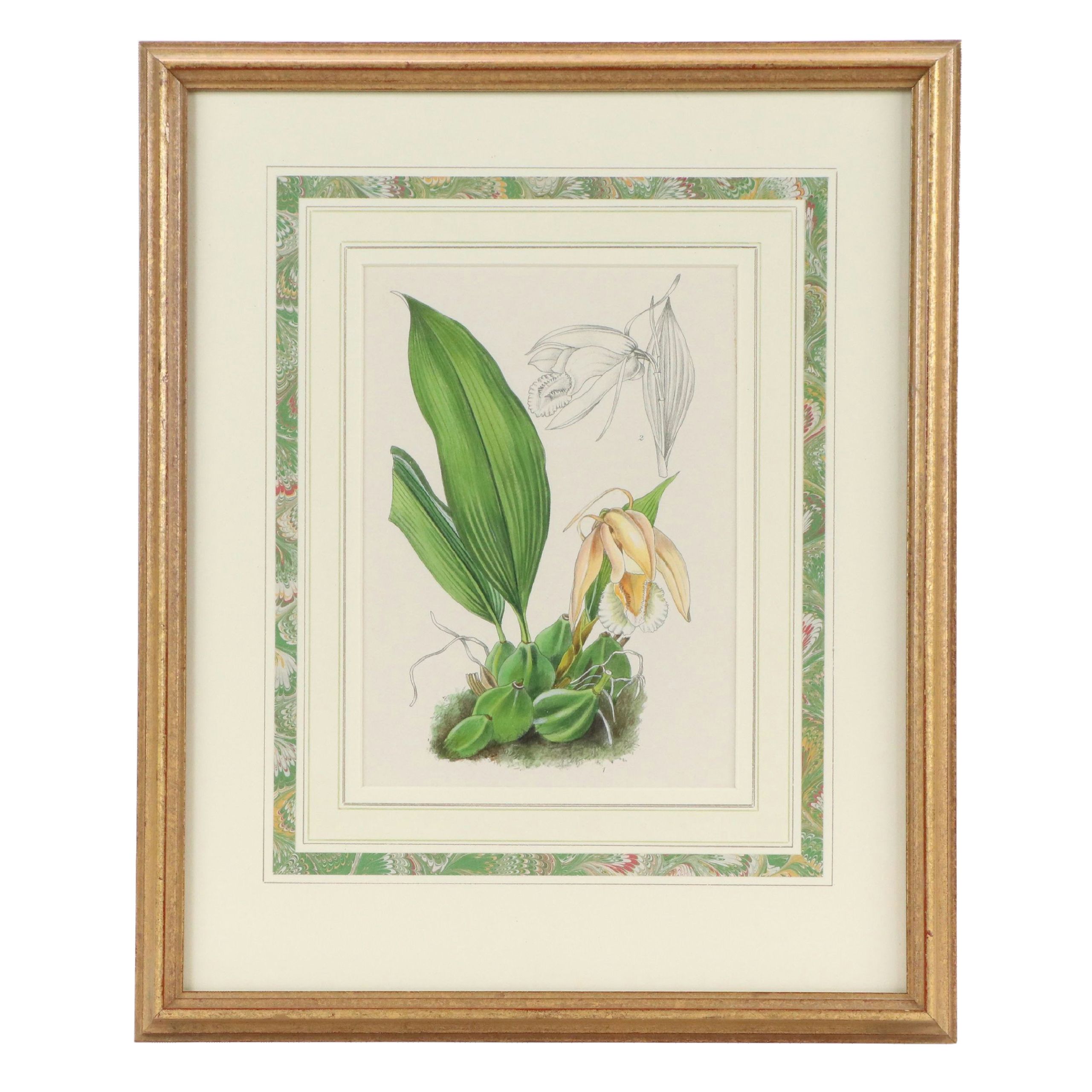 Hand-Colored Botanical Lithograph of Orchid, 19th Century