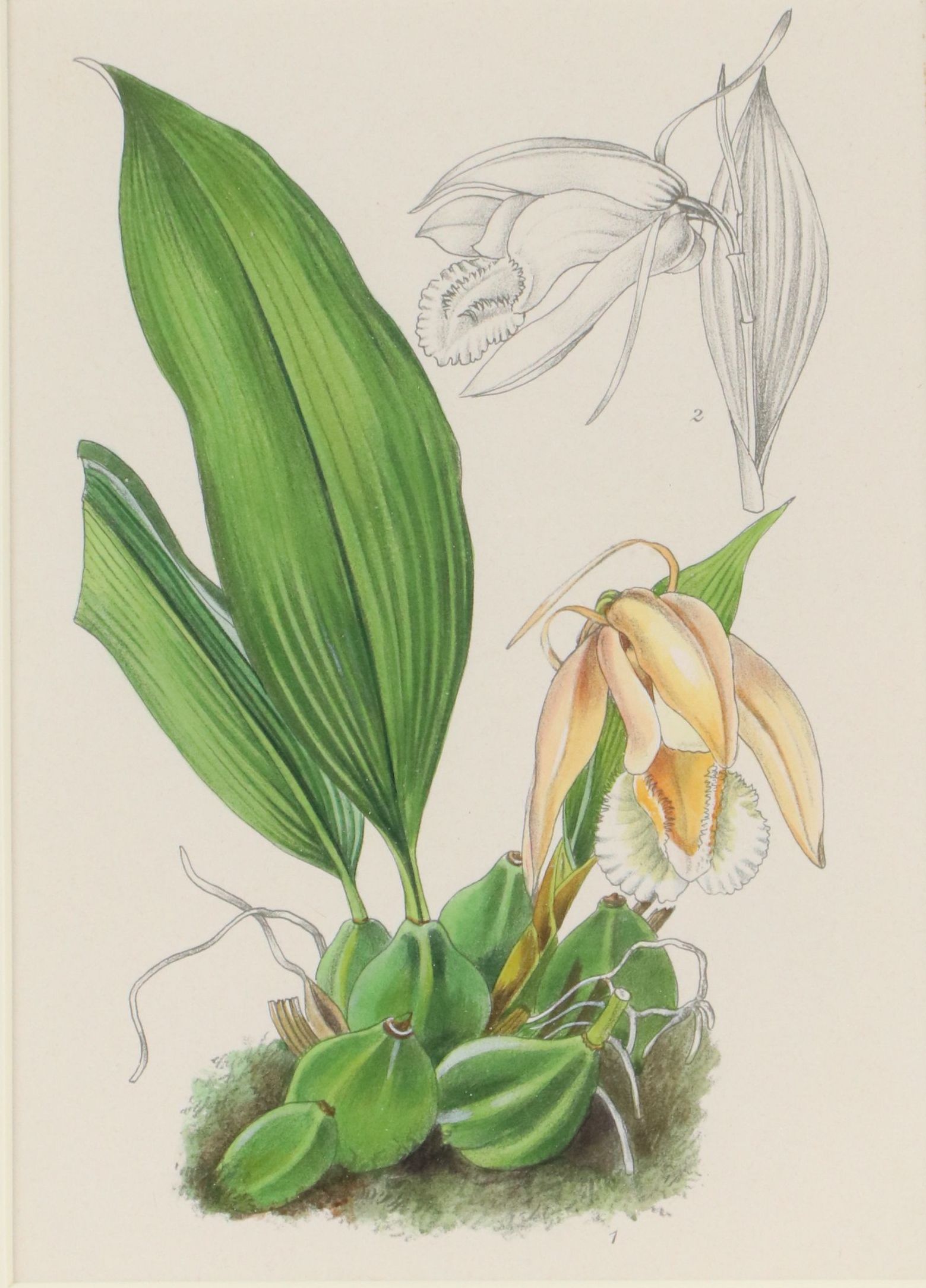 Hand-Colored Botanical Lithograph of Orchid, 19th Century