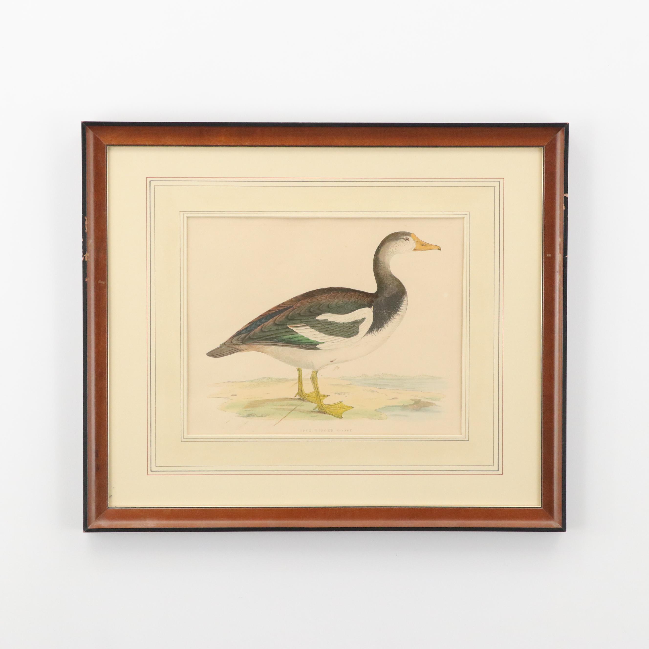 Antique Hand-Colored Lithographs "Spur-Winged Goose" and "Great Plover"