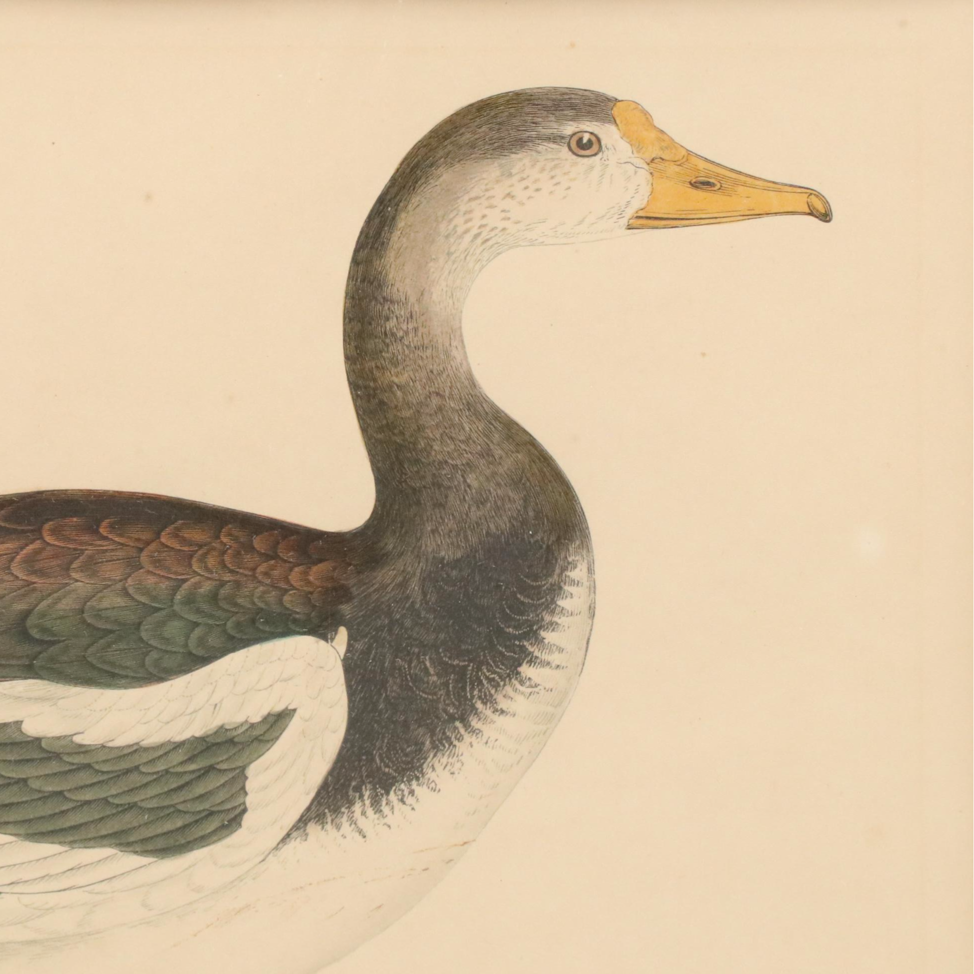 Antique Hand-Colored Lithographs "Spur-Winged Goose" and "Great Plover"