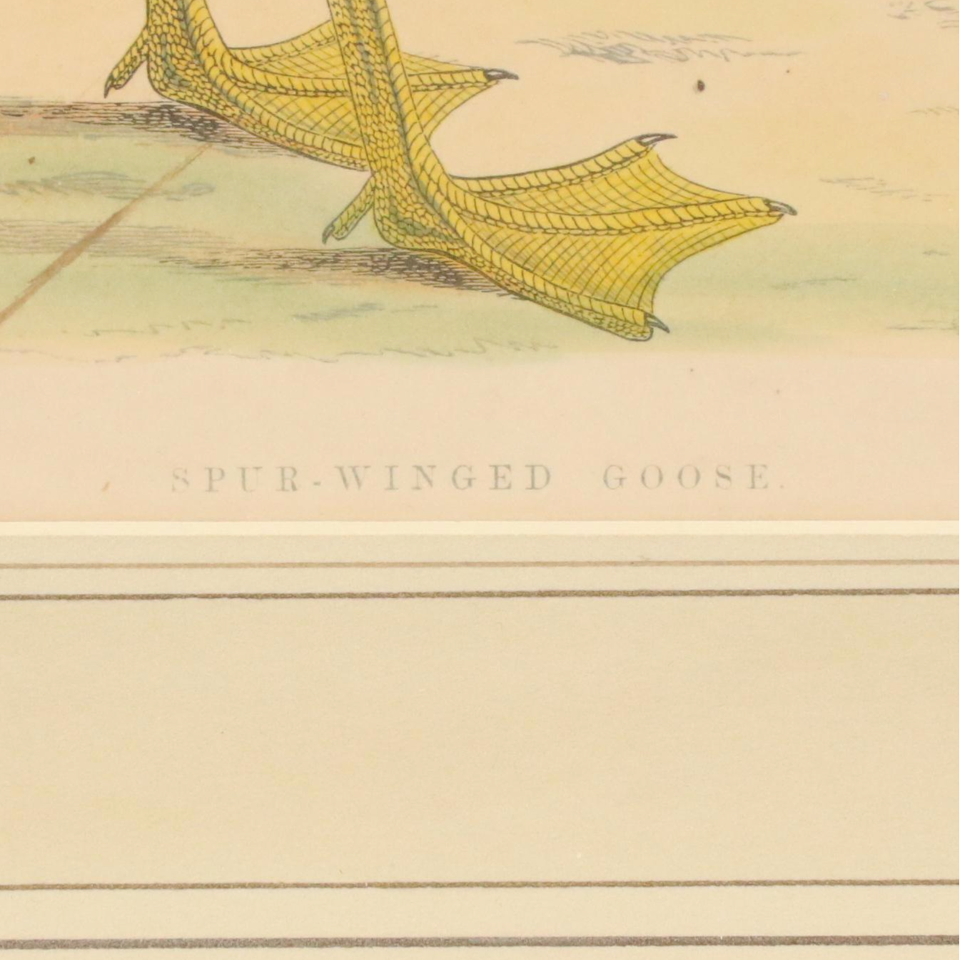 Antique Hand-Colored Lithographs "Spur-Winged Goose" and "Great Plover"