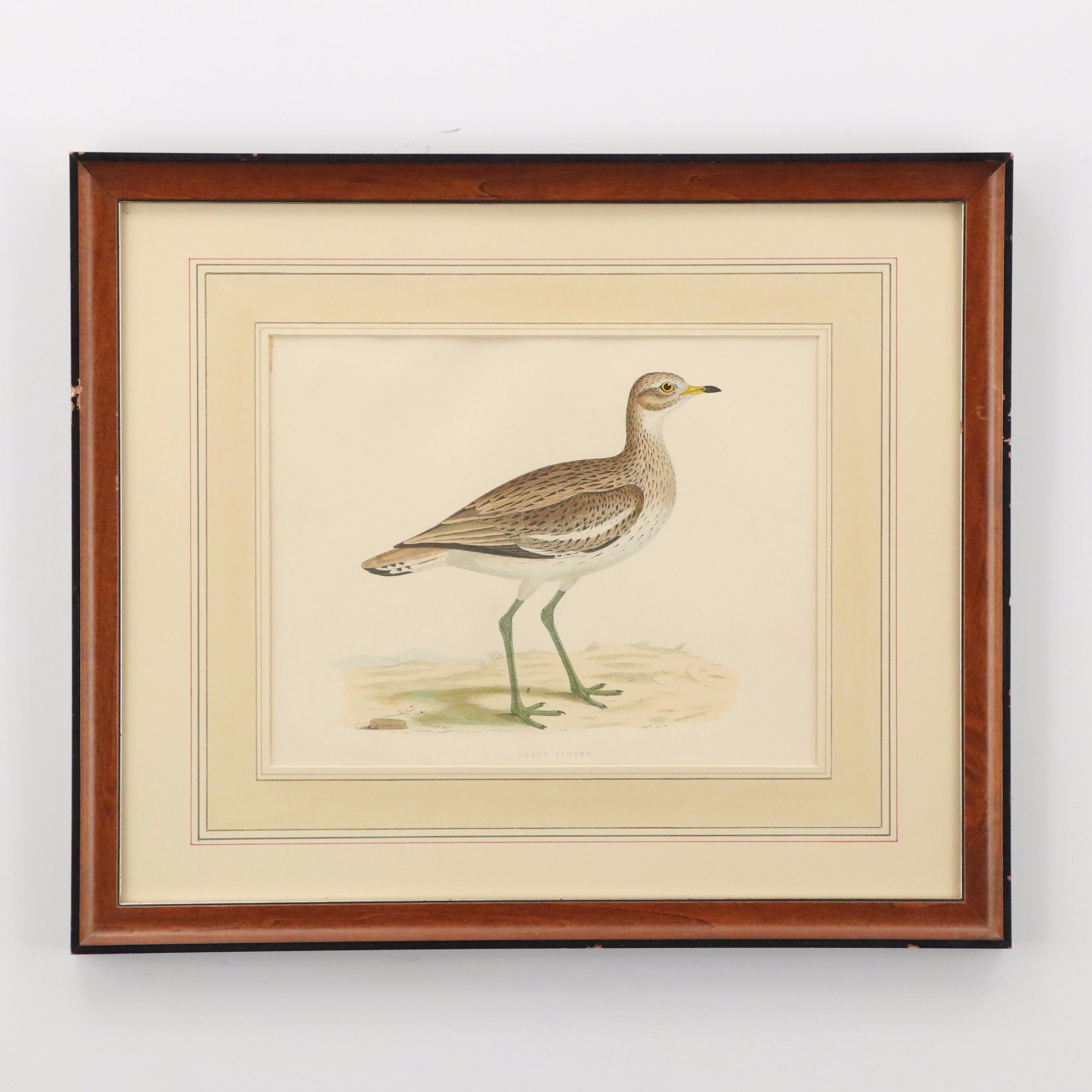Antique Hand-Colored Lithographs "Spur-Winged Goose" and "Great Plover"
