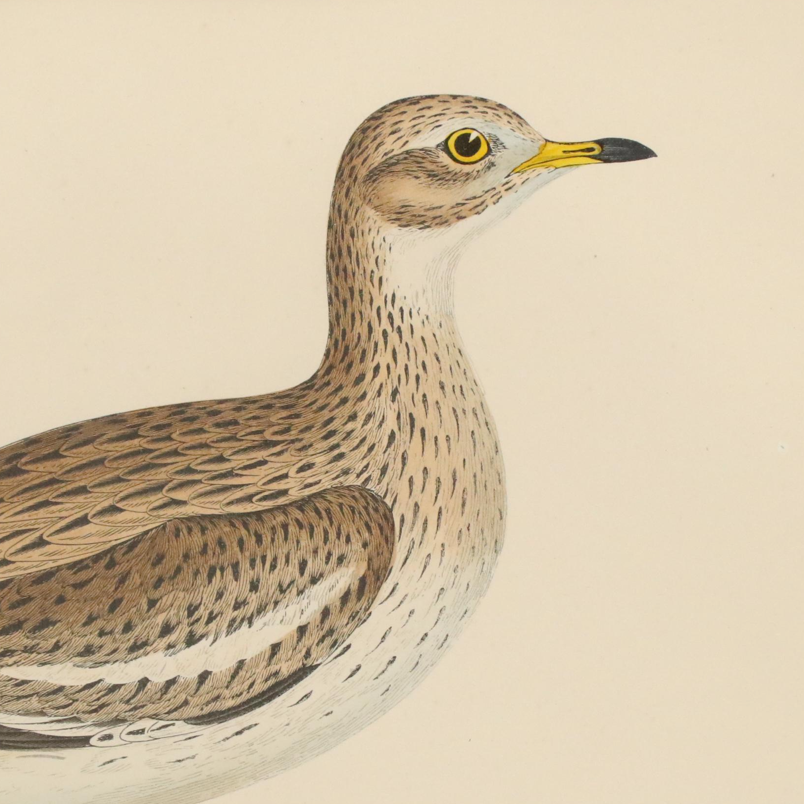 Antique Hand-Colored Lithographs "Spur-Winged Goose" and "Great Plover"