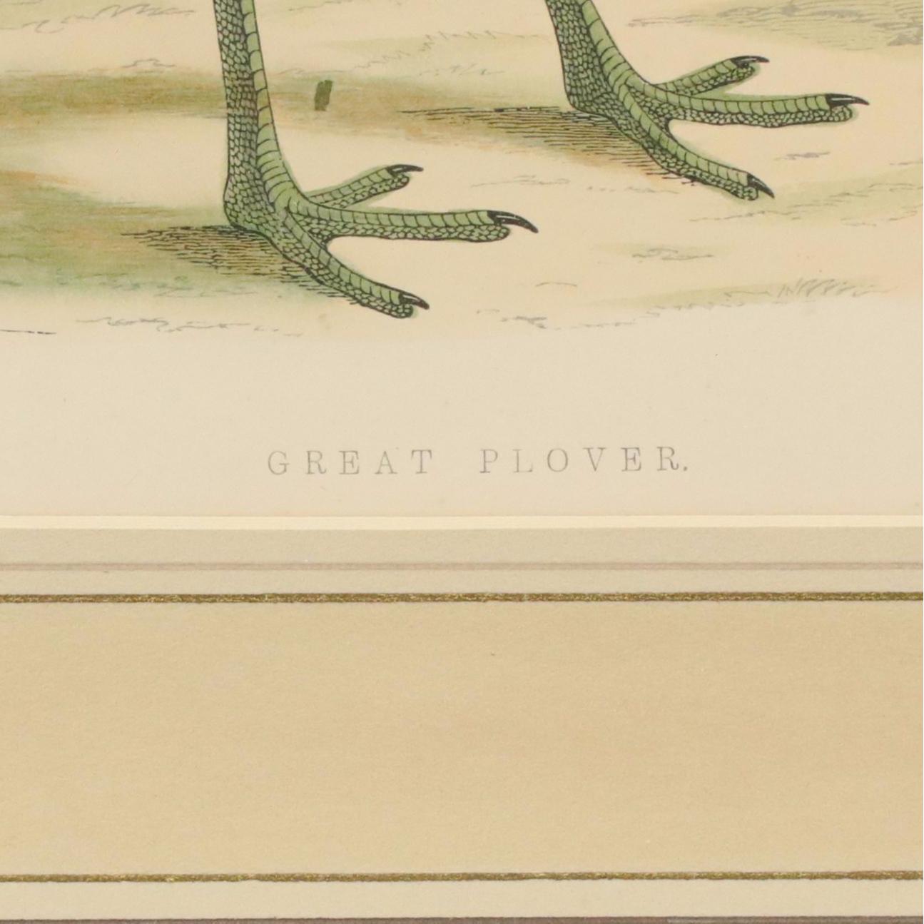 Antique Hand-Colored Lithographs "Spur-Winged Goose" and "Great Plover"