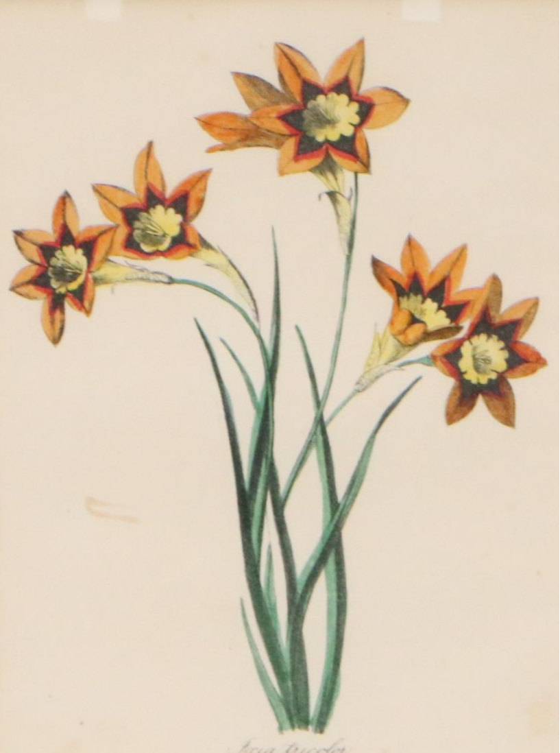 Hand-Colored Botanical Lithographs of Iris and Ixia Flowers, 19th Century