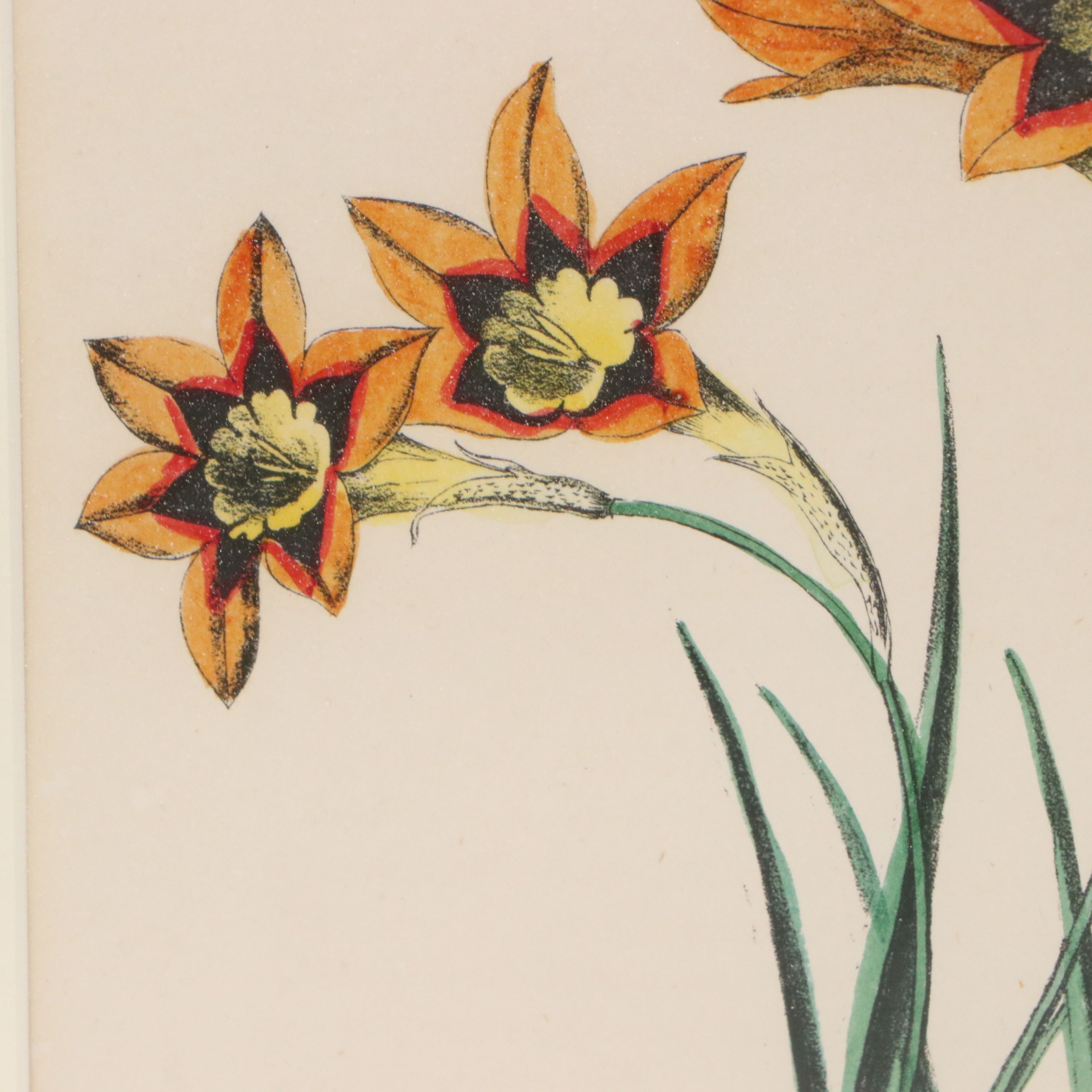 Hand-Colored Botanical Lithographs of Iris and Ixia Flowers, 19th Century