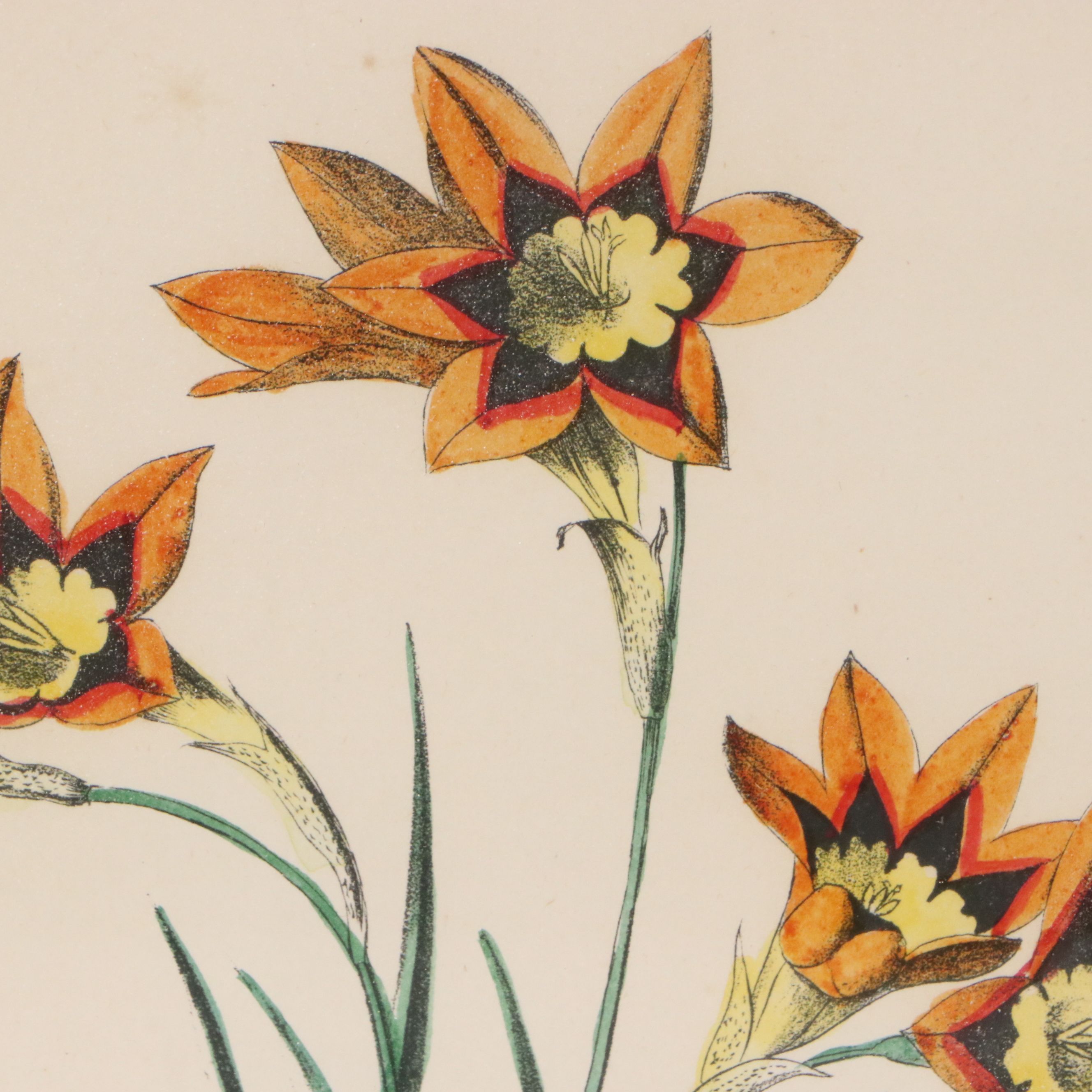 Hand-Colored Botanical Lithographs of Iris and Ixia Flowers, 19th Century