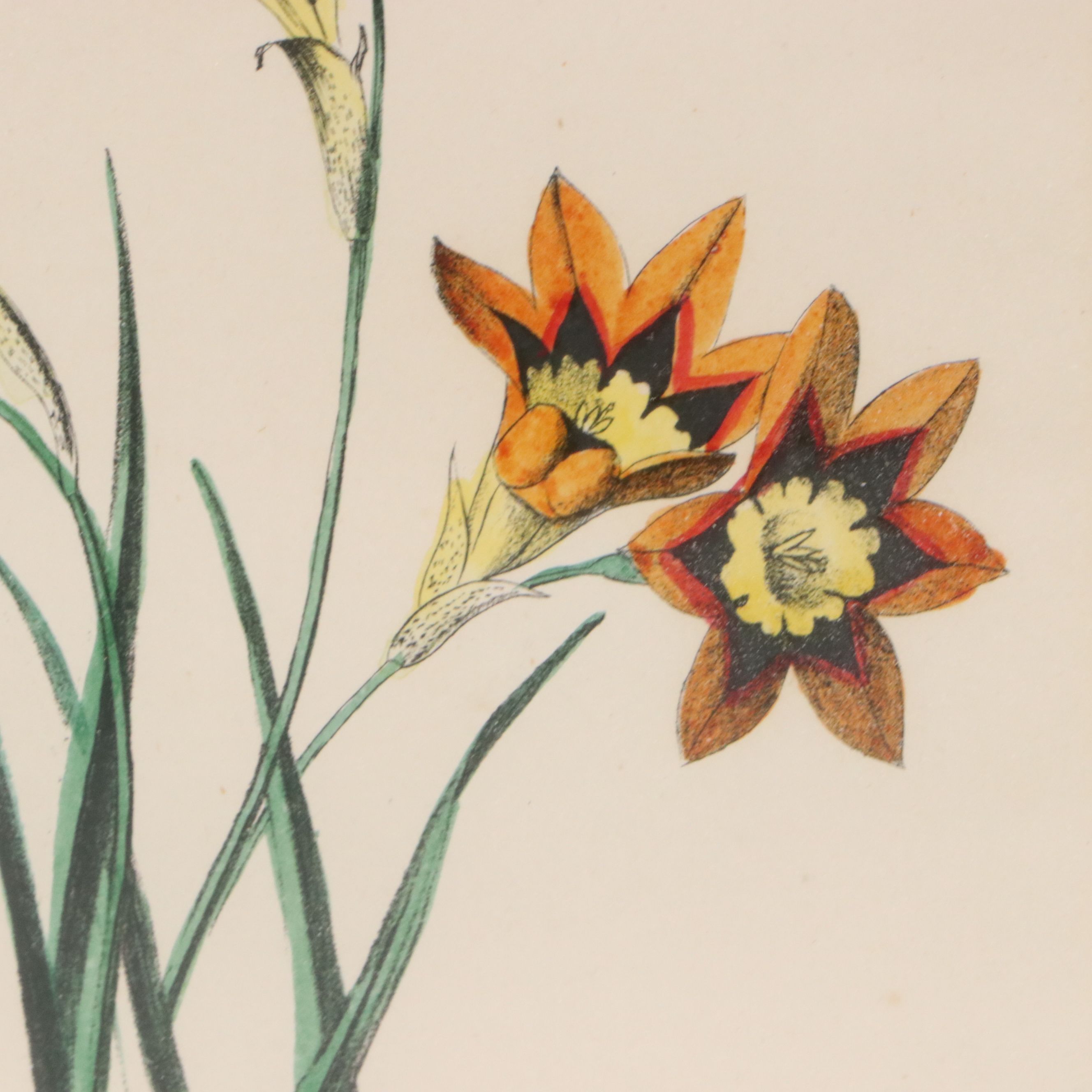 Hand-Colored Botanical Lithographs of Iris and Ixia Flowers, 19th Century