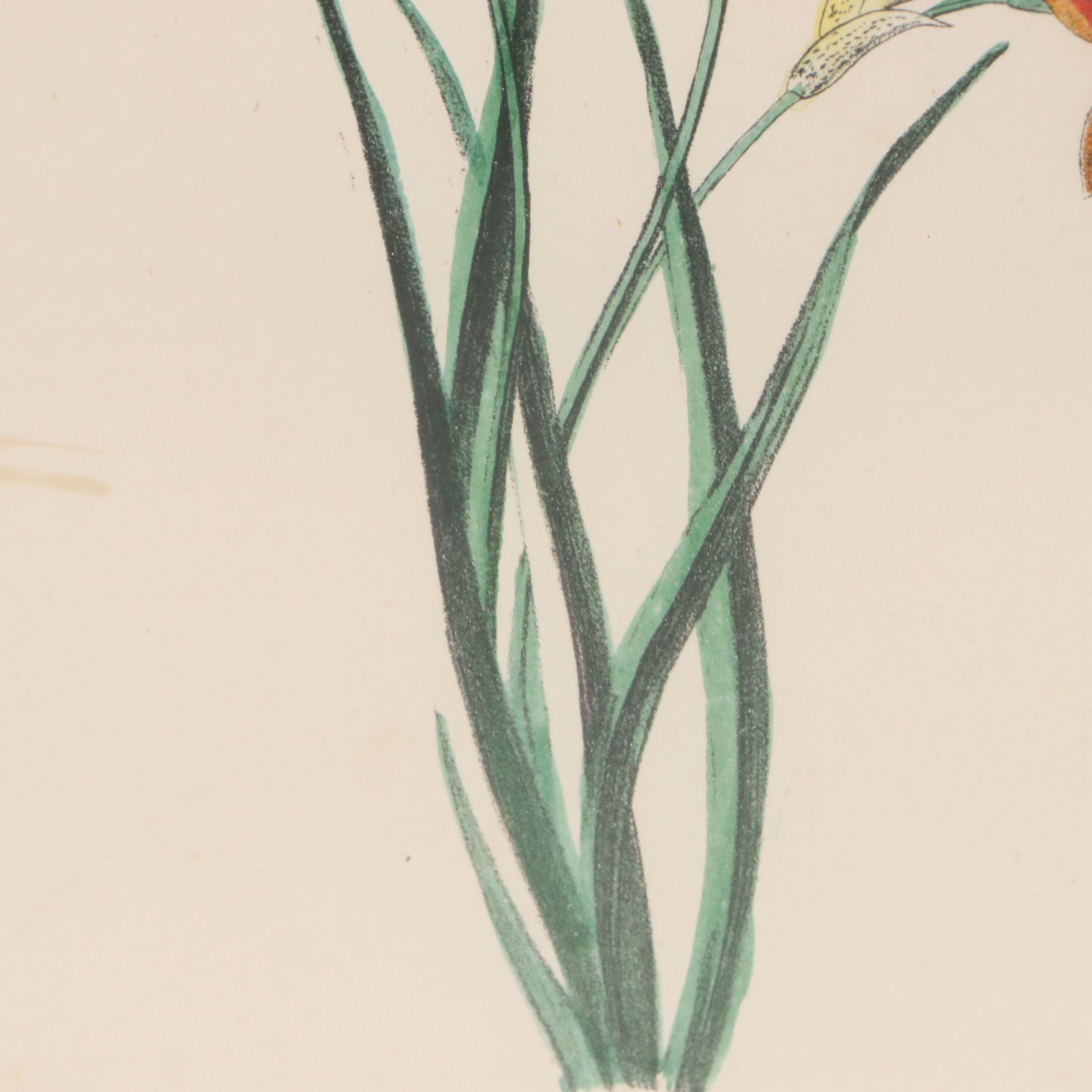 Hand-Colored Botanical Lithographs of Iris and Ixia Flowers, 19th Century
