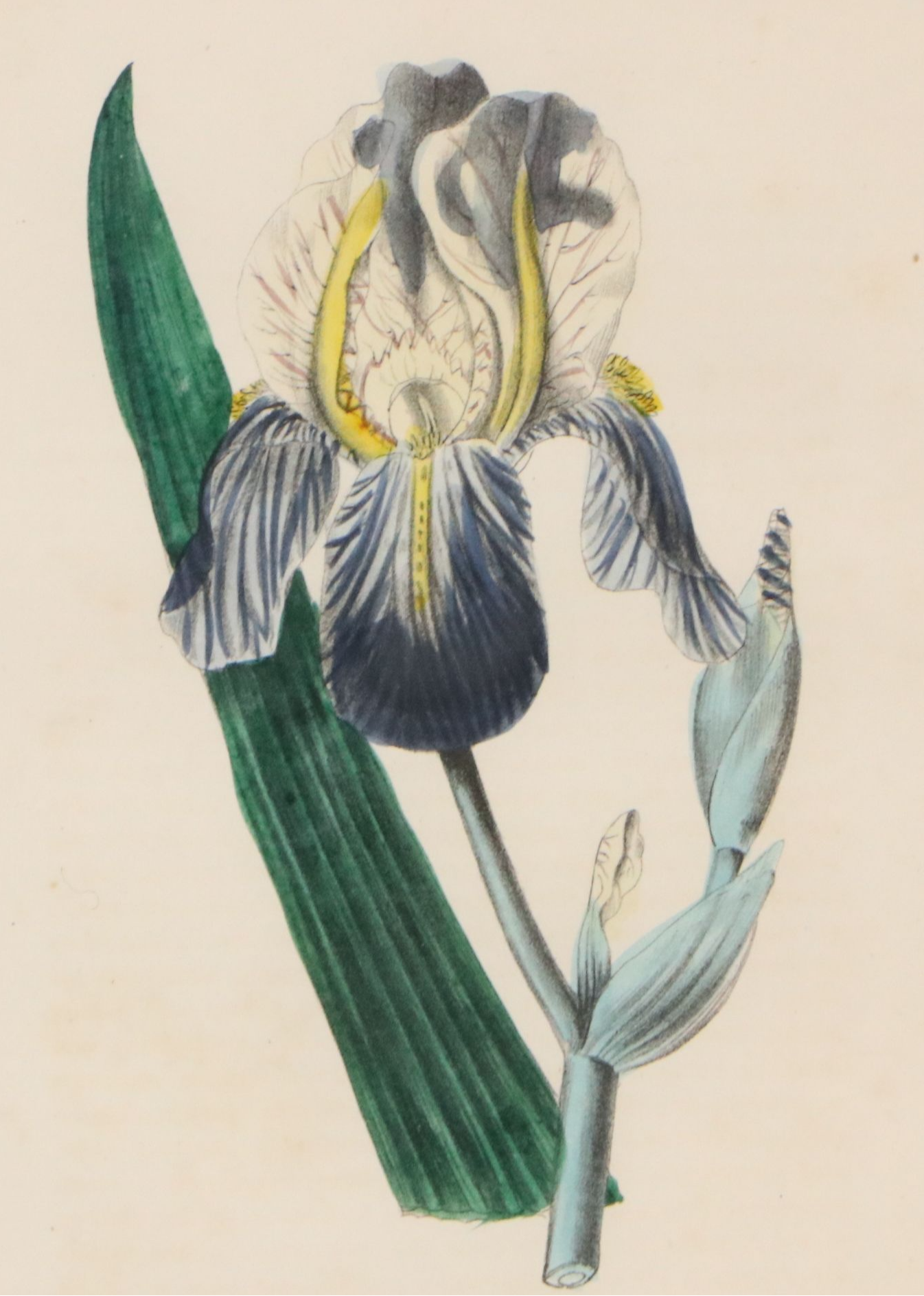 Hand-Colored Botanical Lithographs of Iris and Ixia Flowers, 19th Century