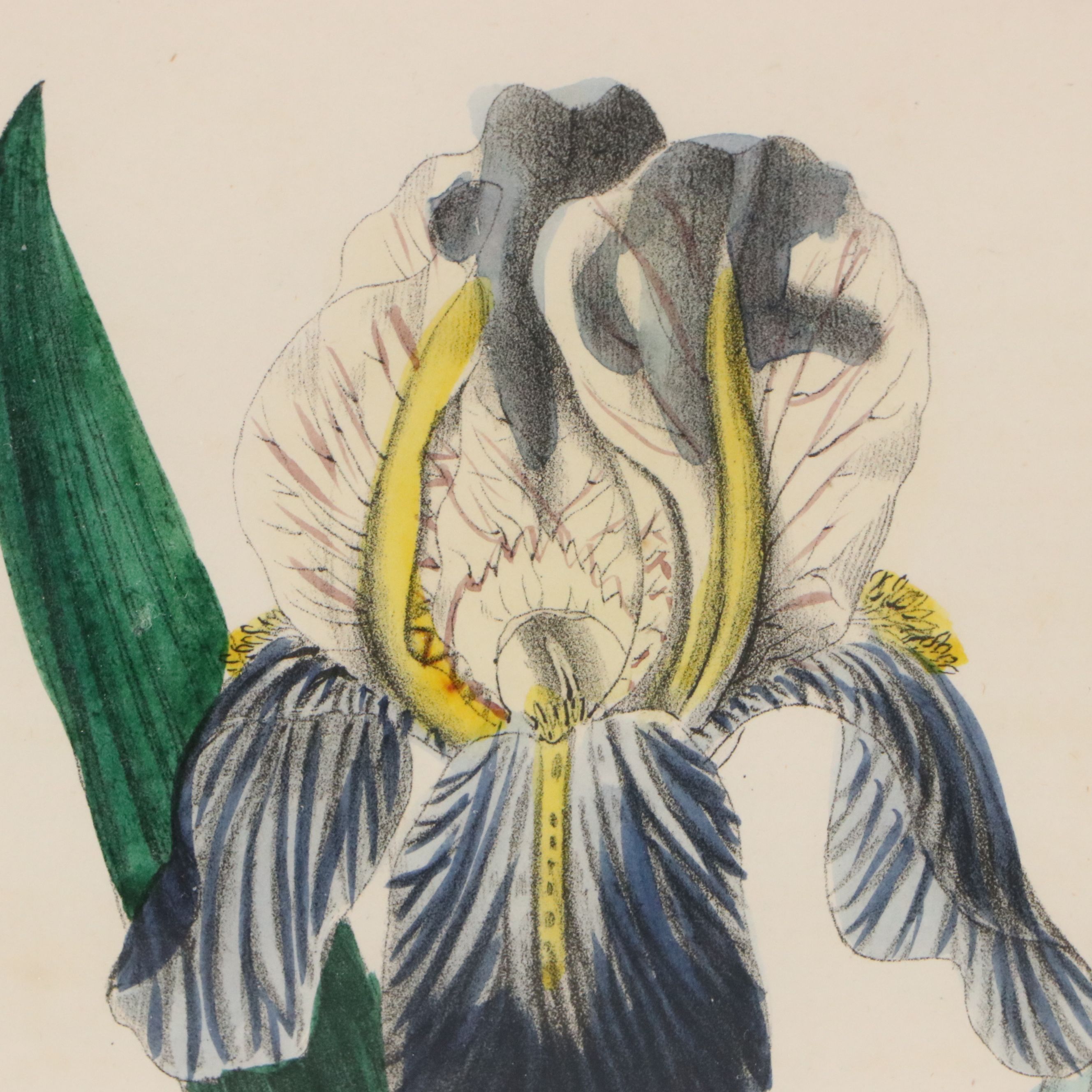 Hand-Colored Botanical Lithographs of Iris and Ixia Flowers, 19th Century