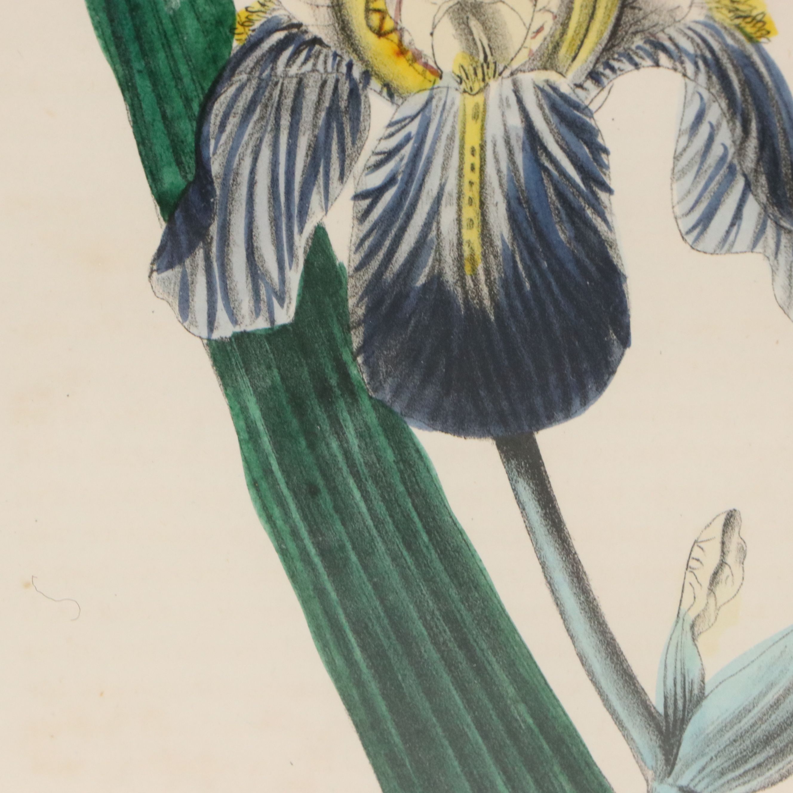 Hand-Colored Botanical Lithographs of Iris and Ixia Flowers, 19th Century