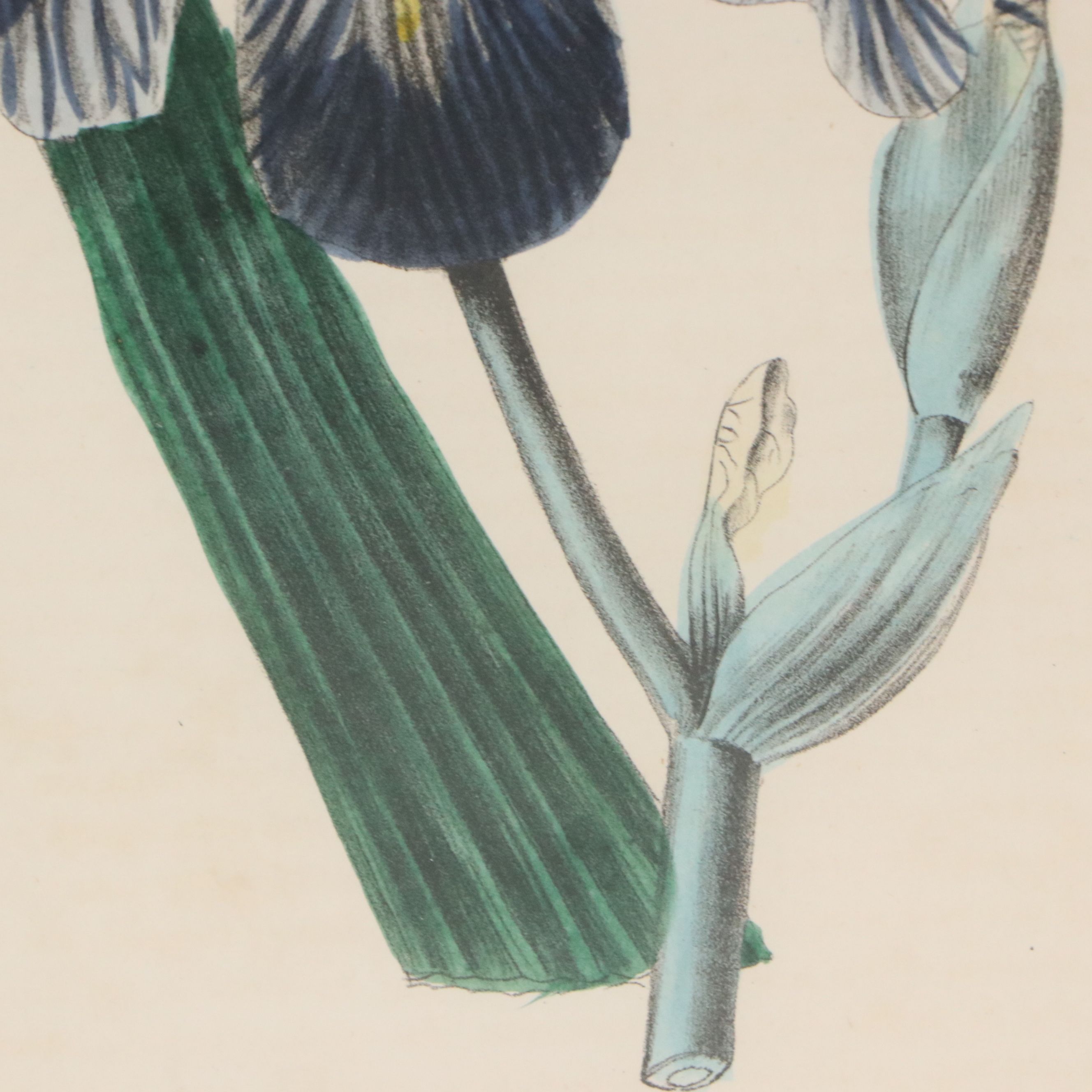 Hand-Colored Botanical Lithographs of Iris and Ixia Flowers, 19th Century