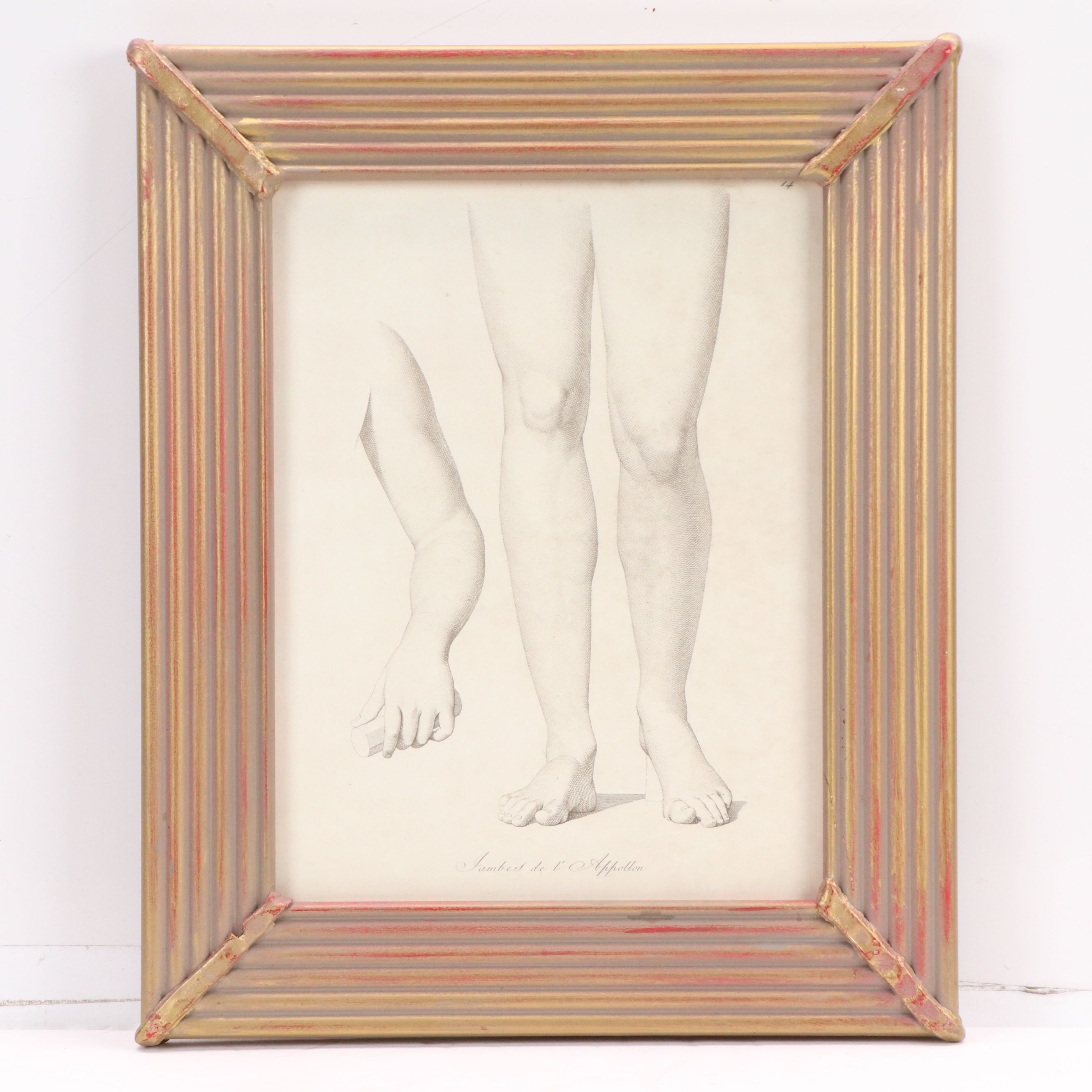 Anatomical Halftones "Gambes de l'Apollon"