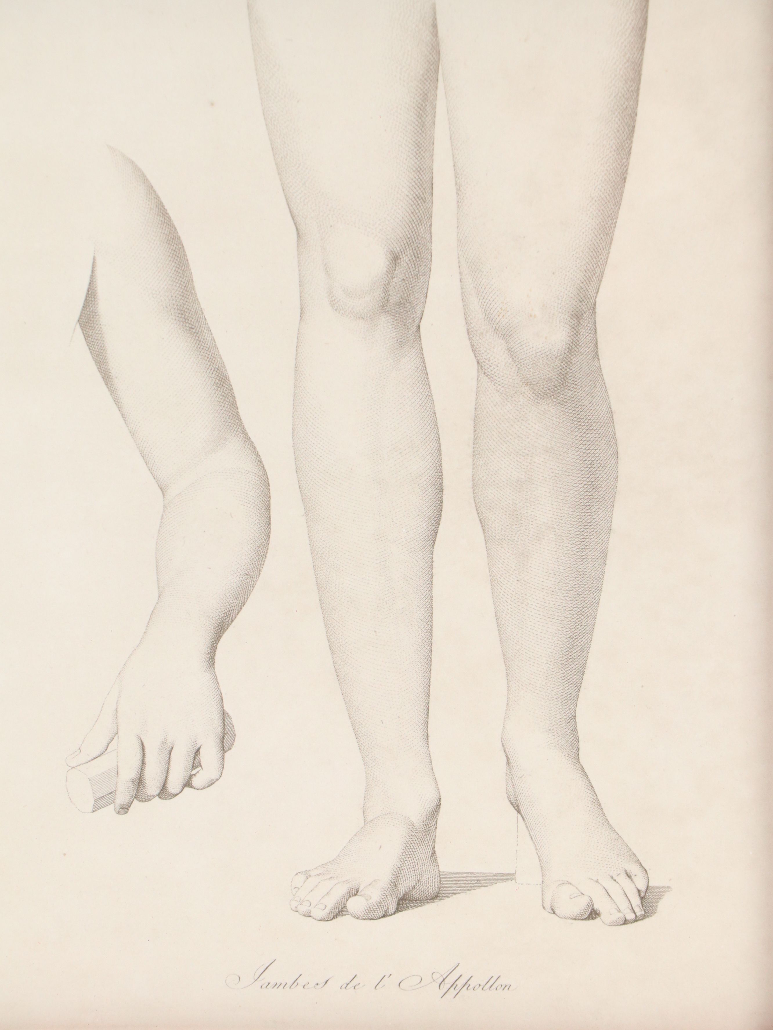 Anatomical Halftones "Gambes de l'Apollon"